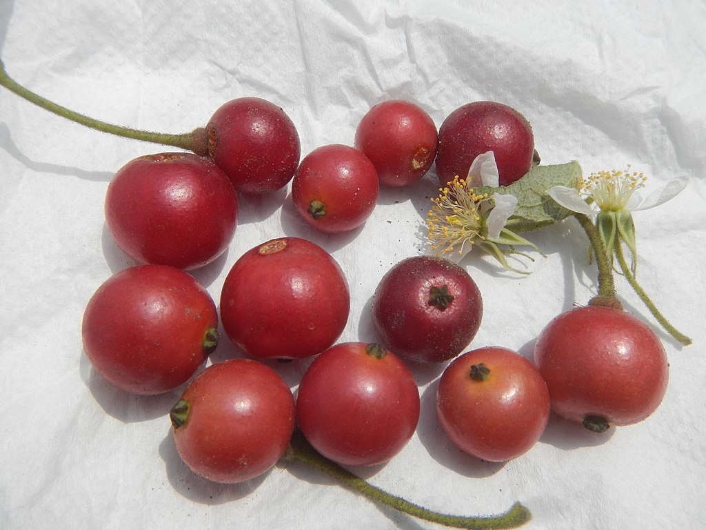 rooted cutting - Muntingia calabura (Jamaika Cherry / Panama Cherry) - 1 potted plant / 1 getopfte Pflanze