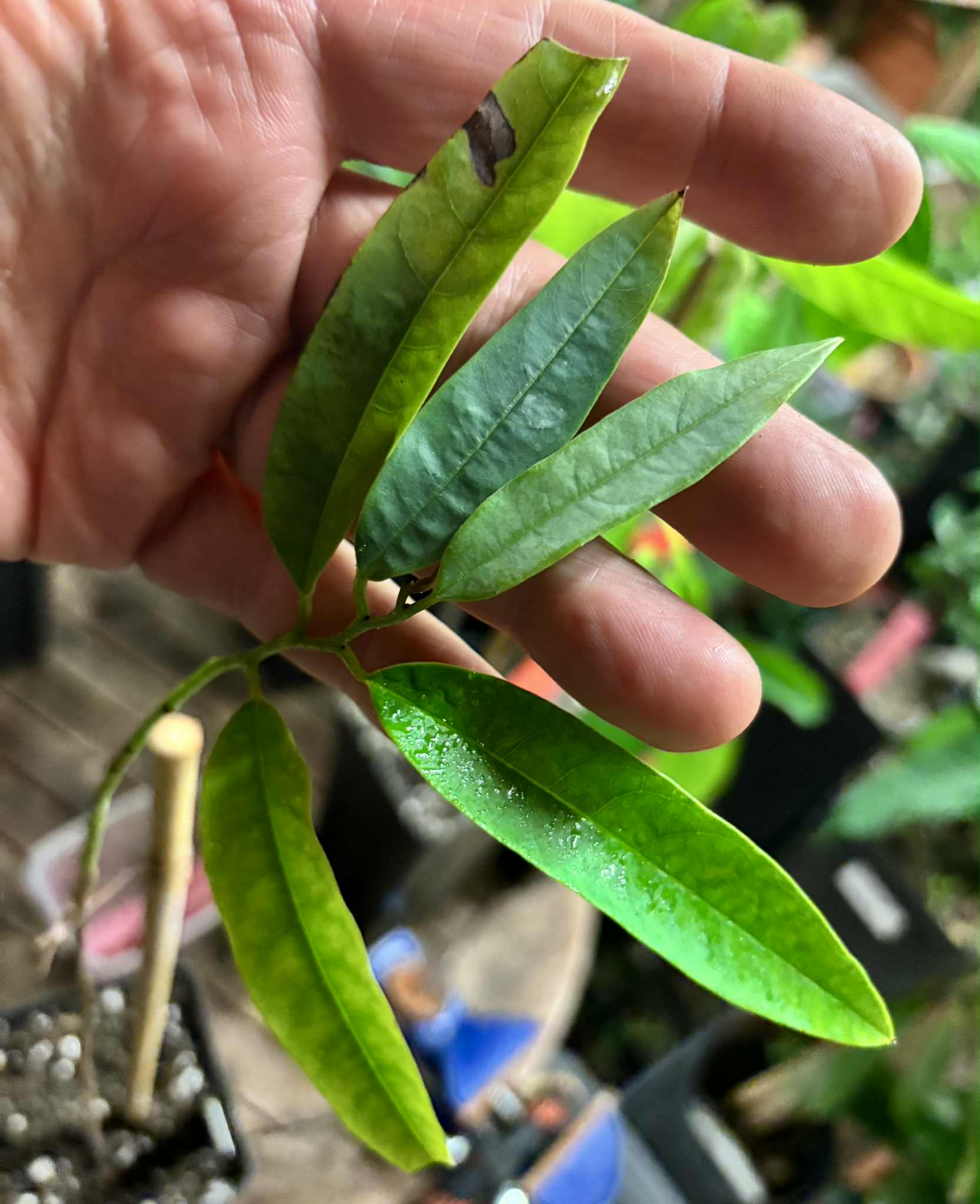 Guanabanilla (Annona papillionella) - 1 potted plant / 1 getopfte Pflanze