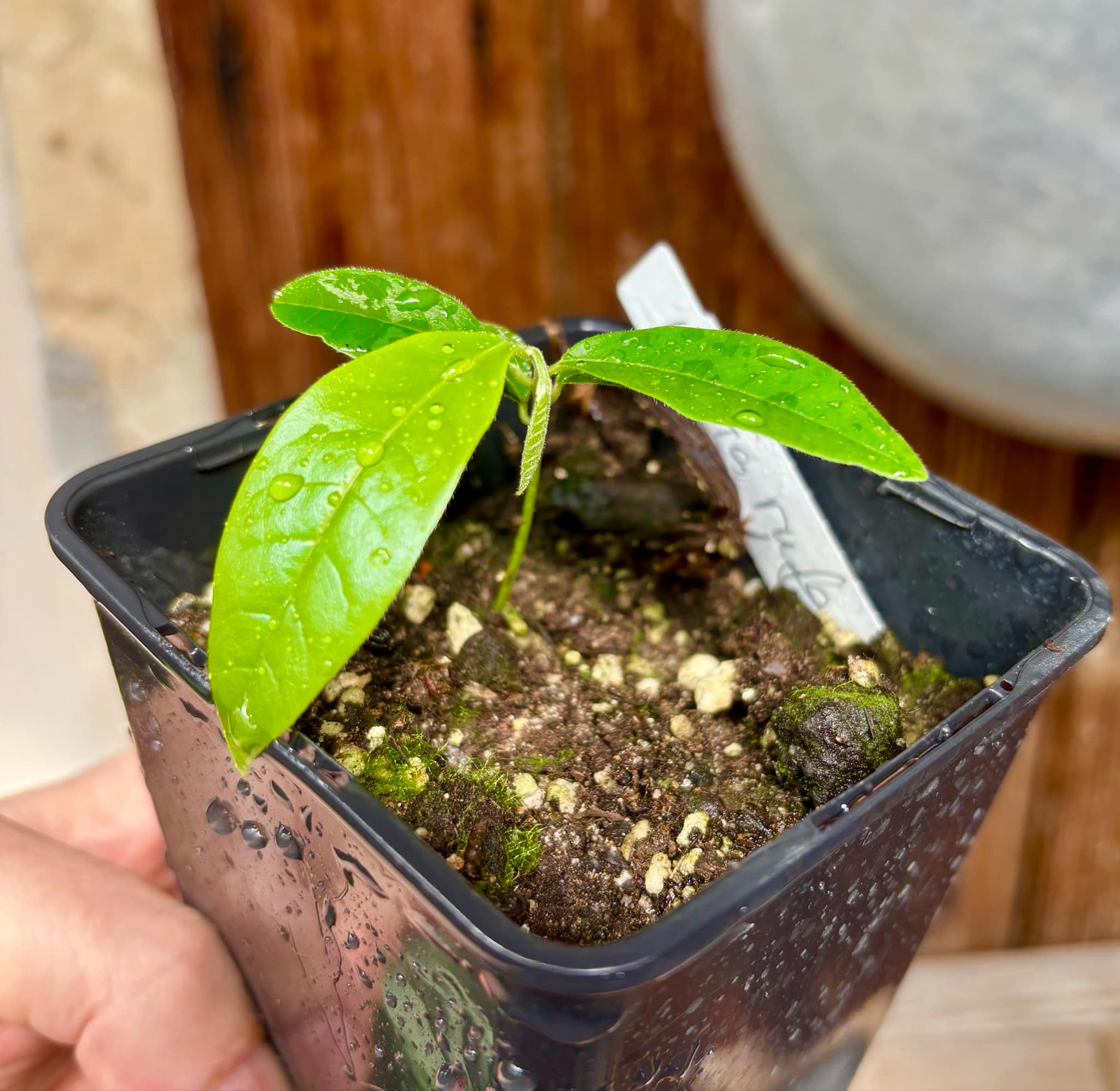 Uvaria rufa -  1 potted plant / 1 getopfte Pflanze