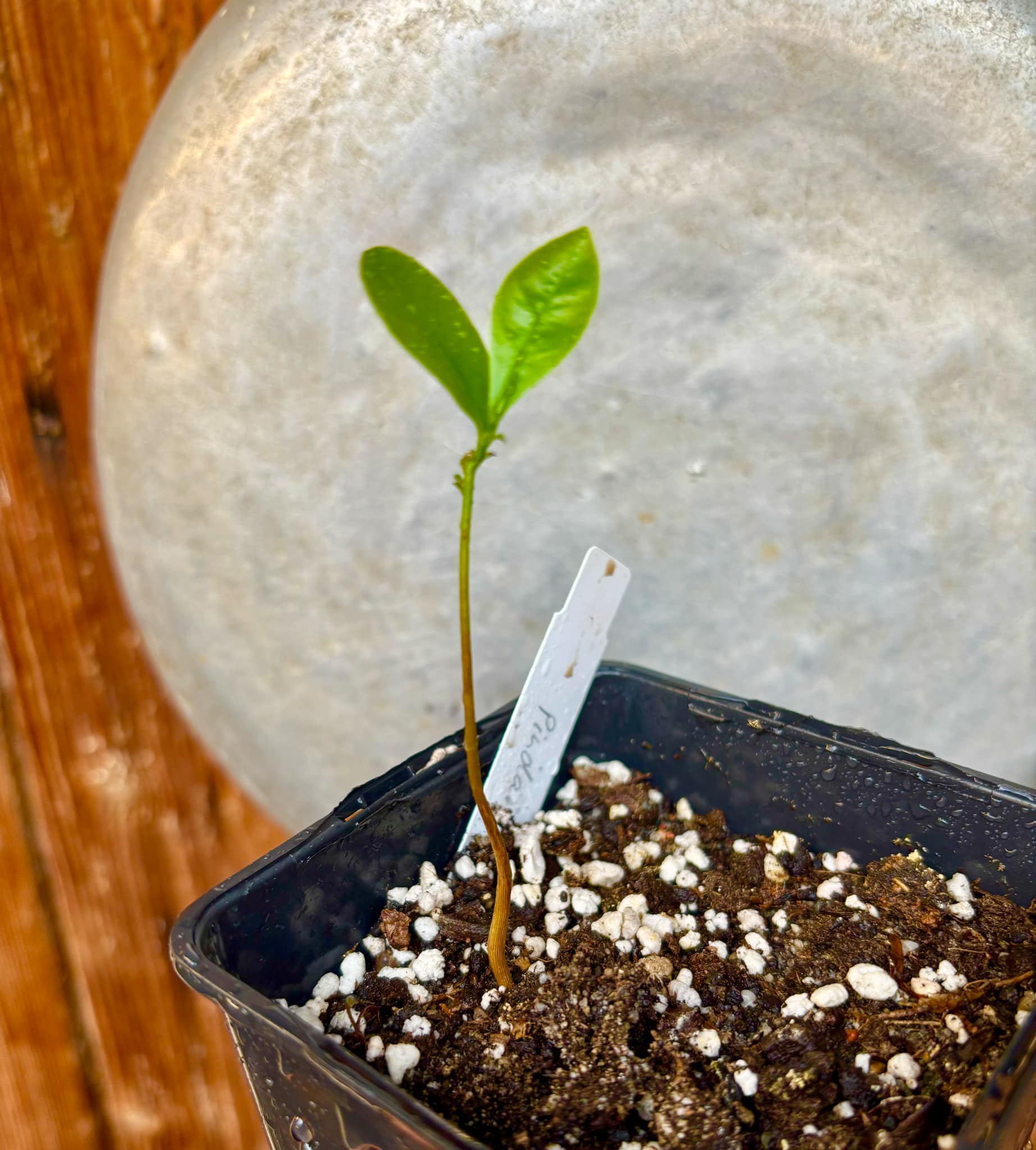 Duguetia lanceolata - Pindaiba - 1 small potted seedling / 1 kleiner, getopfter Sämling Duguetia lanceolata - Pindaiba - 1 small potted seedling / 1 kleiner, getopfter Sämling