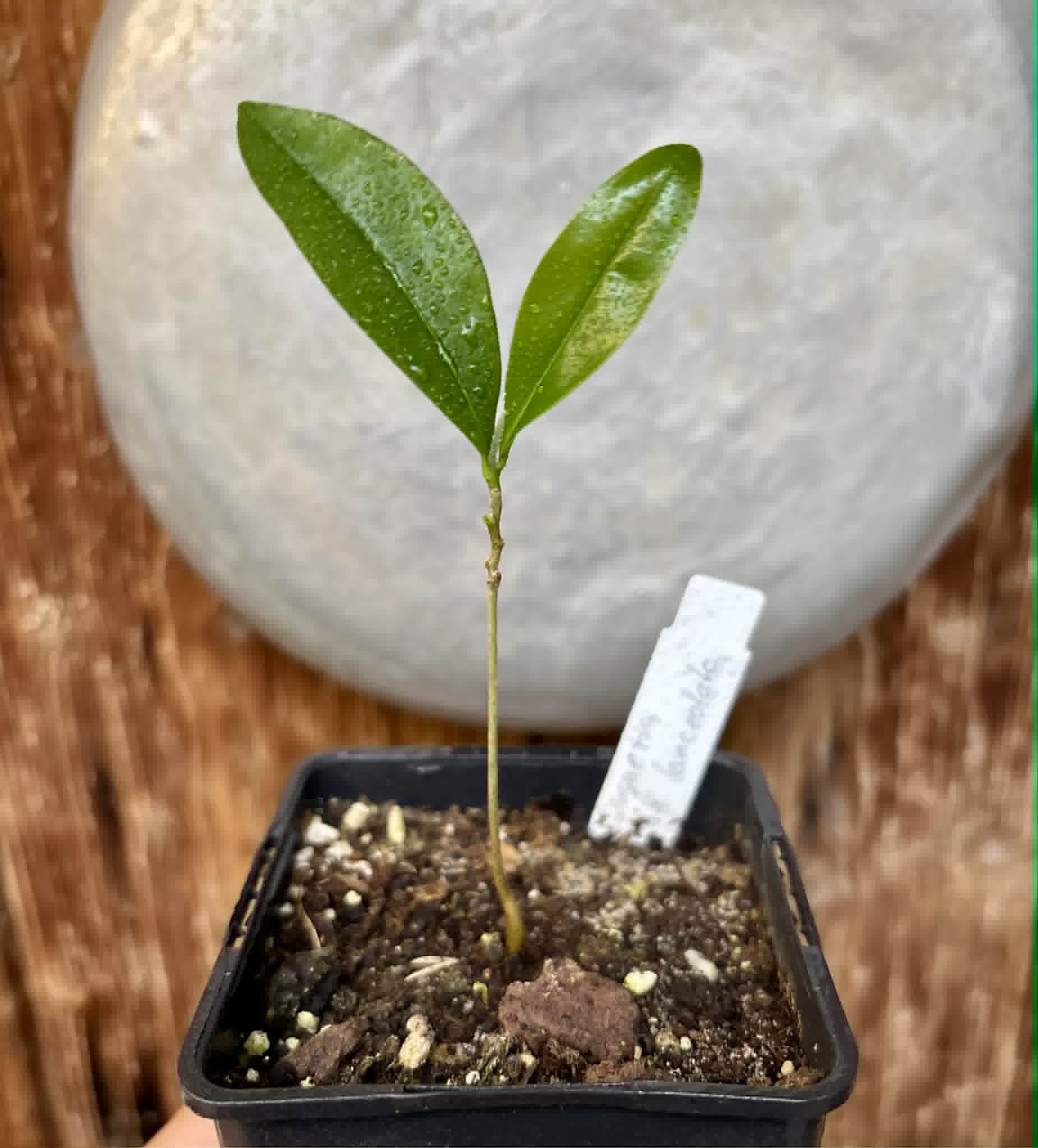 Duguetia aff. lanceolata - Pindauva Roxa -   1 potted plant / 1 getopfte Pflanze