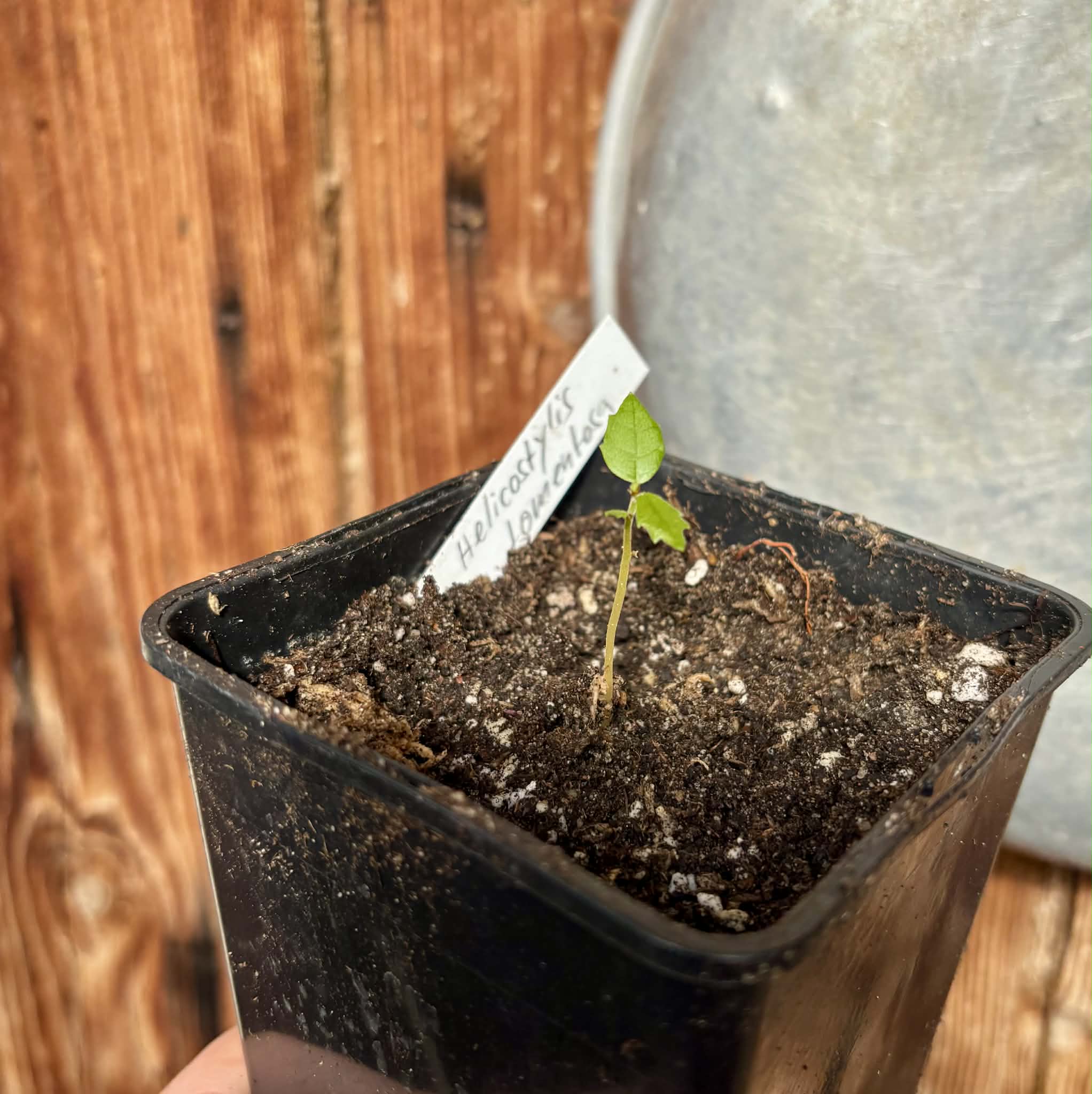 Wild Yellow Mulberry (Helicostylis tomentosa) - 1 potted seedling / 1 getopfter Sämling