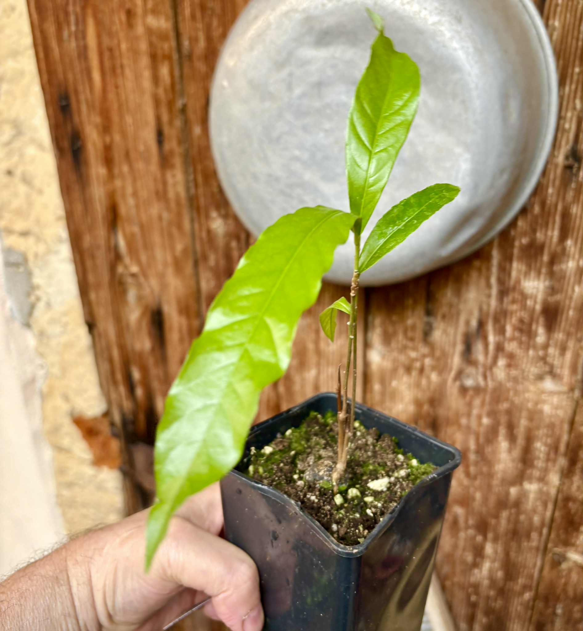 Pouteria sp Ajara - 1 potted plant / 1 getopfte Pflanze
