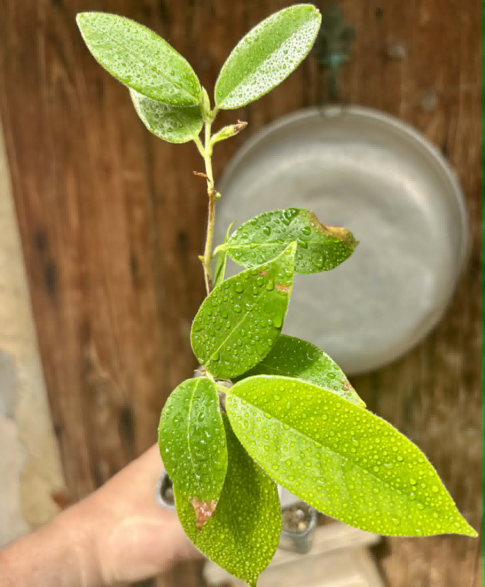 Cambuca (Plinia edulis) - 1 potted plant / 1 getopfte Pflanze