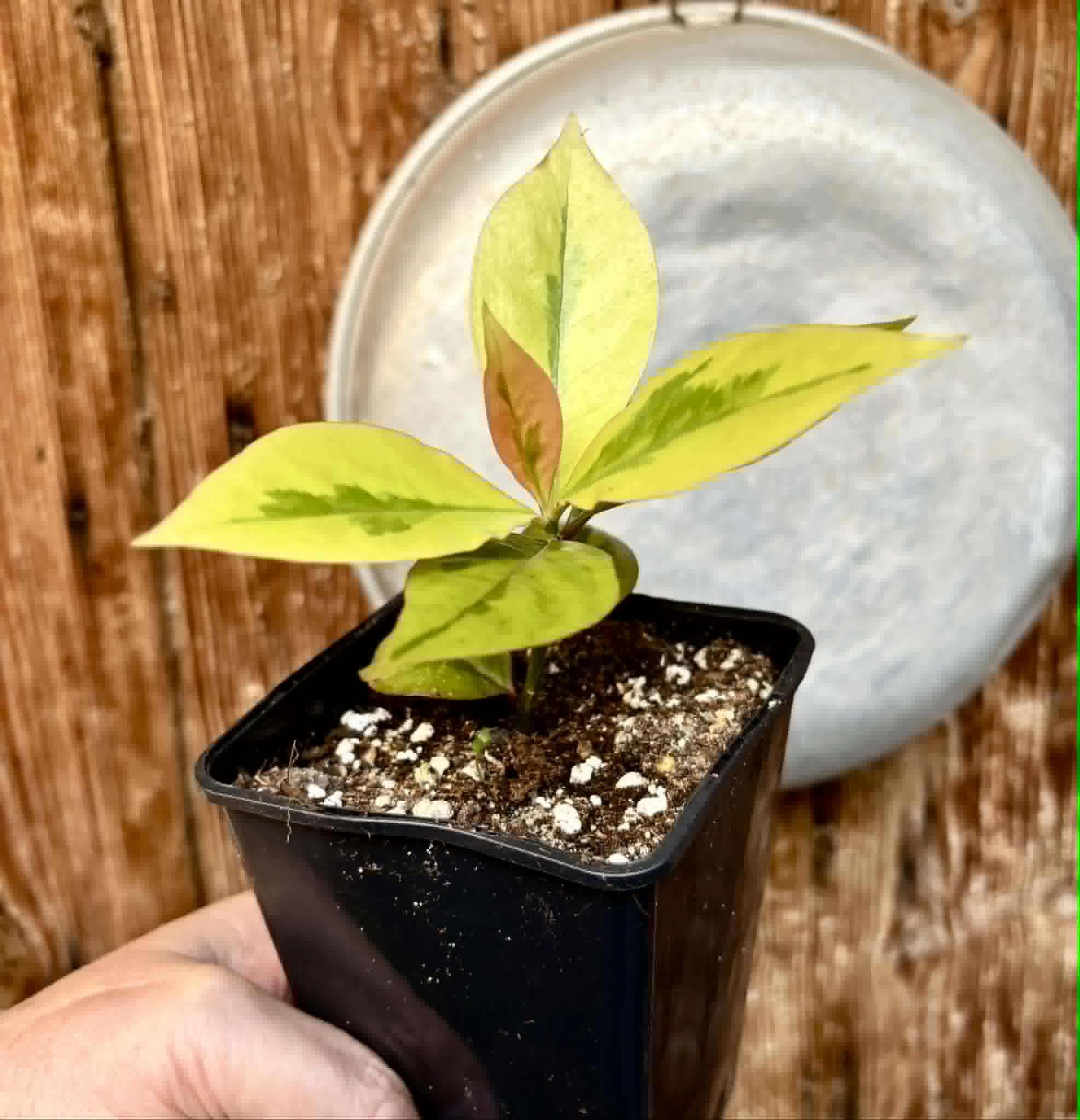 variegated Pereskia aculeata - Barbados Gooseberry - 1 potted plant / 1 getopfte Pflanze