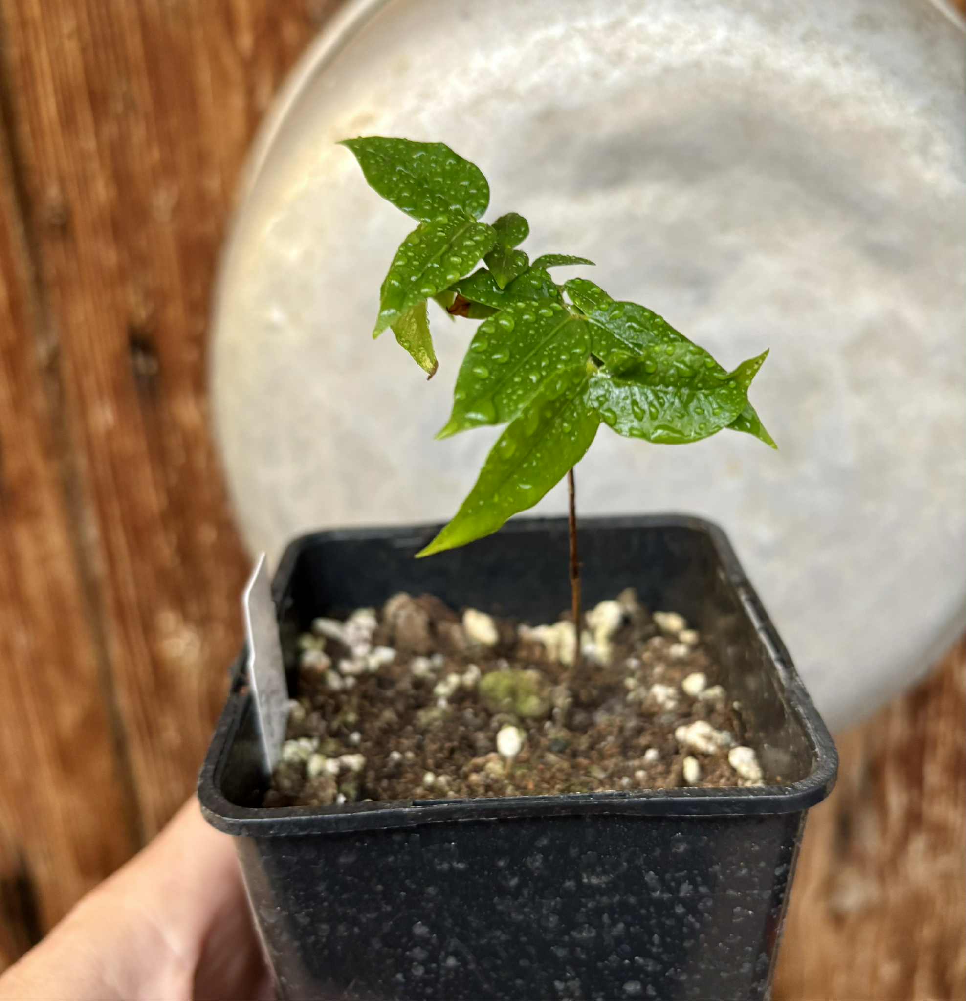Myrciaria sp Jaboticaba - 1 potted seedling / 1 getopfter Sämling