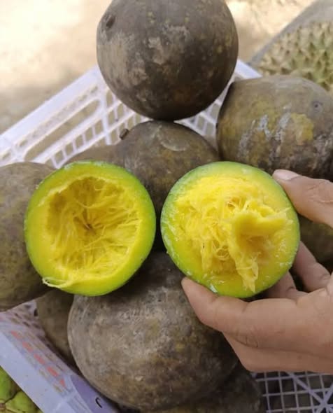 Pre Order - Bambangan (Mangifera pajang) - 1 fresh seed / 1 frischer Samen