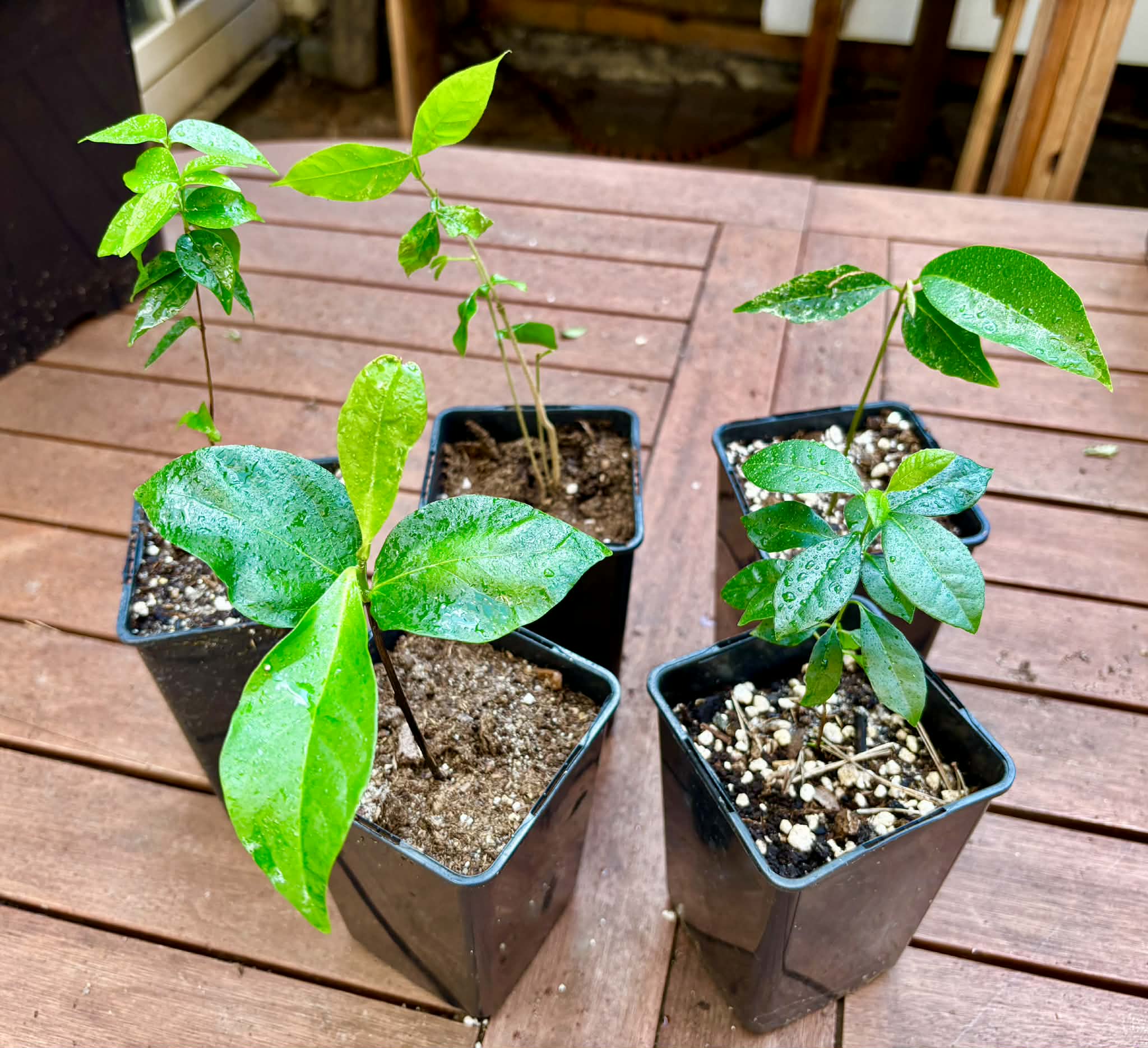 Collection of 5 exotic fruit plants for beginners  -  5 different potted plants / 5 verschiedene, getopfte Pflanzen