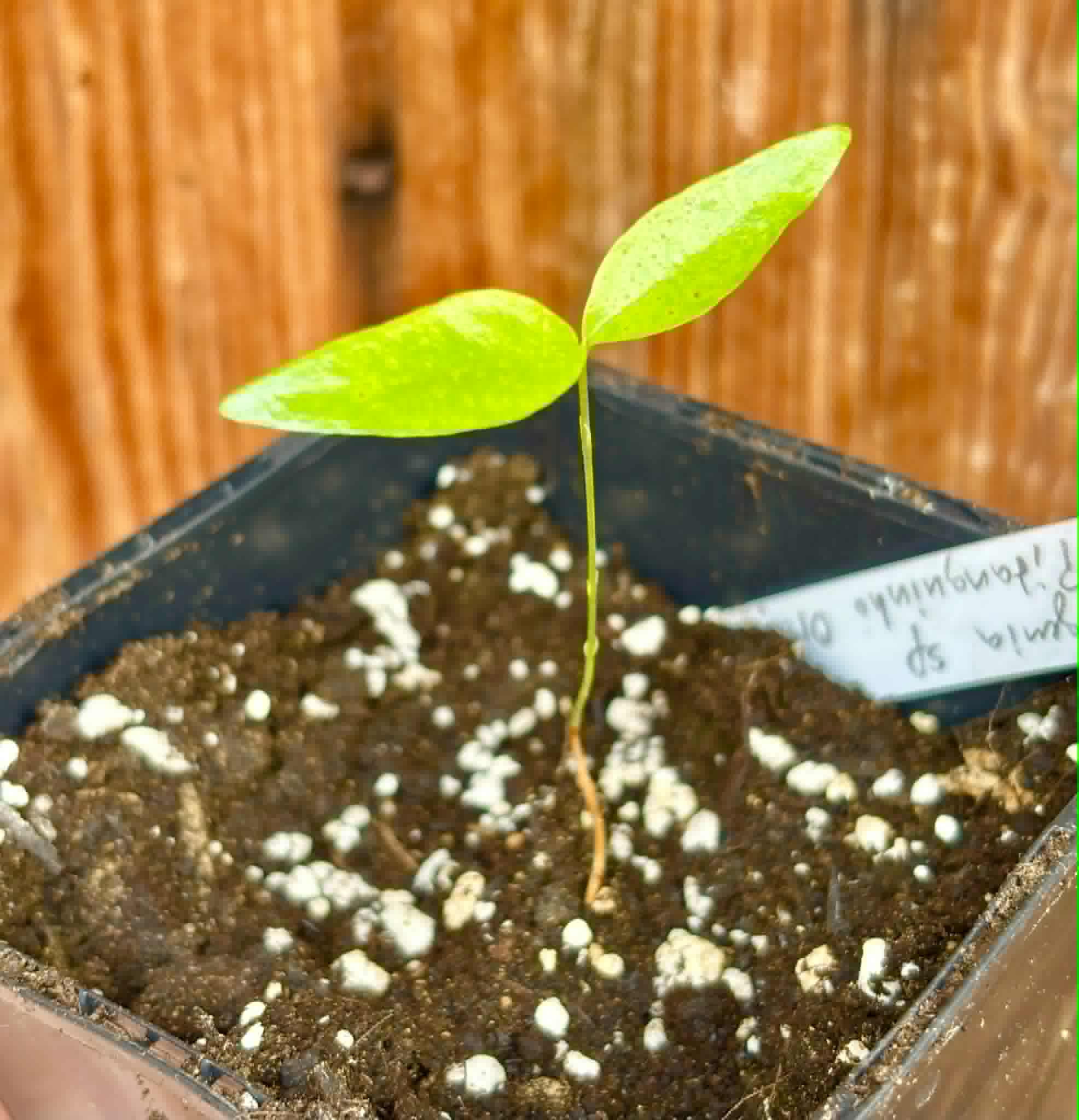 Eugenia sp Pitanguinha Orange - 1 potted seedling / 1 getopfter Sämling