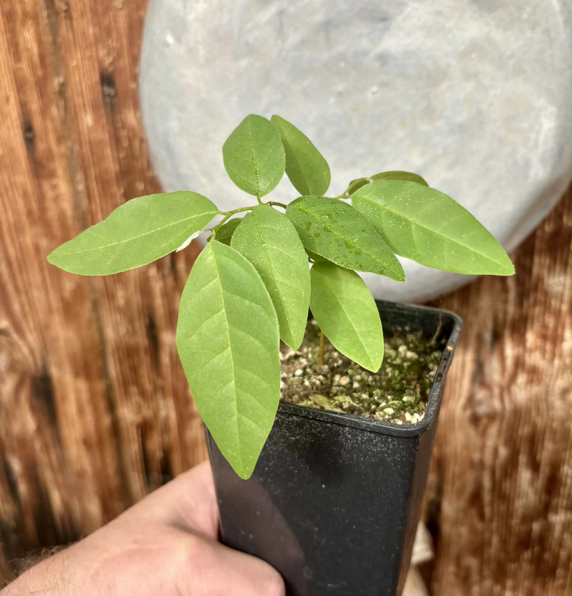 Annona emarginata - 1 potted plant / 1 getopfte Pflanze