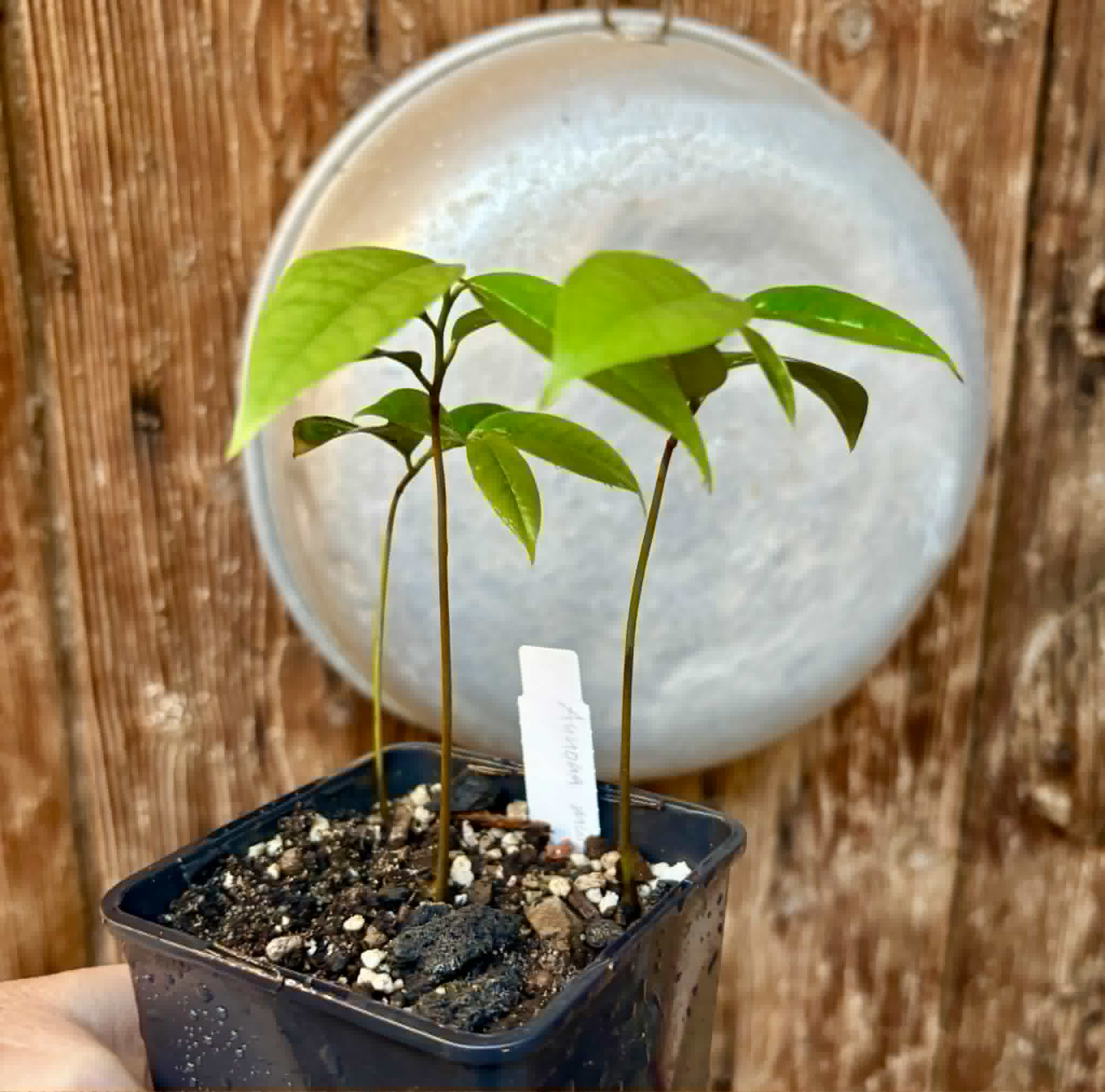3 in 1 pot - Annona muricata - Soursop / Stachelannone - 3 seedlings in one pot / 3 Sämlinge in einem Topf 