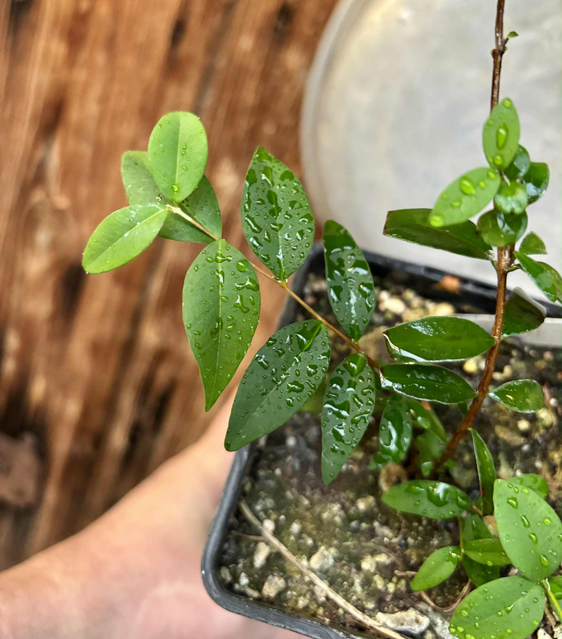 Syzygium sp - Fruta do Misterio - 1 potted plant / 1 getopfte Pflanze