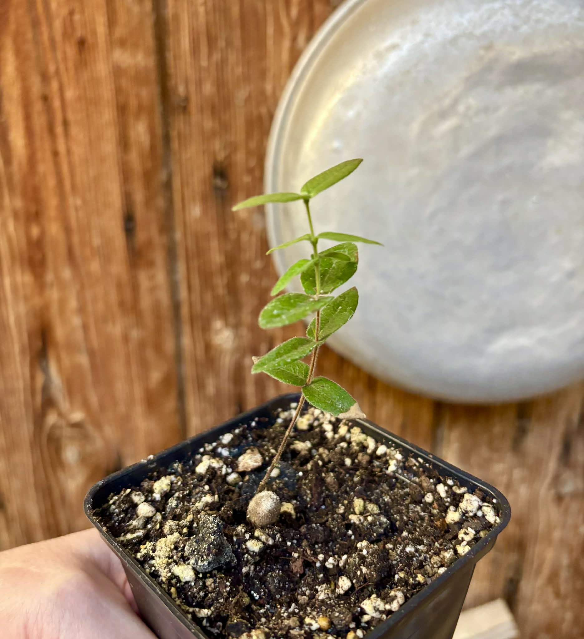 Myrciaria caerulescens (Roxa - Blue Guaquiea) - 1 potted seedling / 1 getopfter Sämling