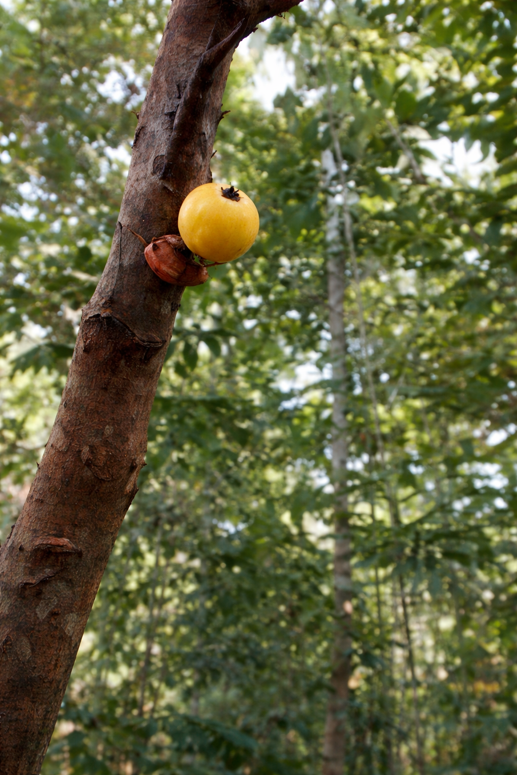 Plinia povedae - 1 potted seedling / 1 getopfter Sämling