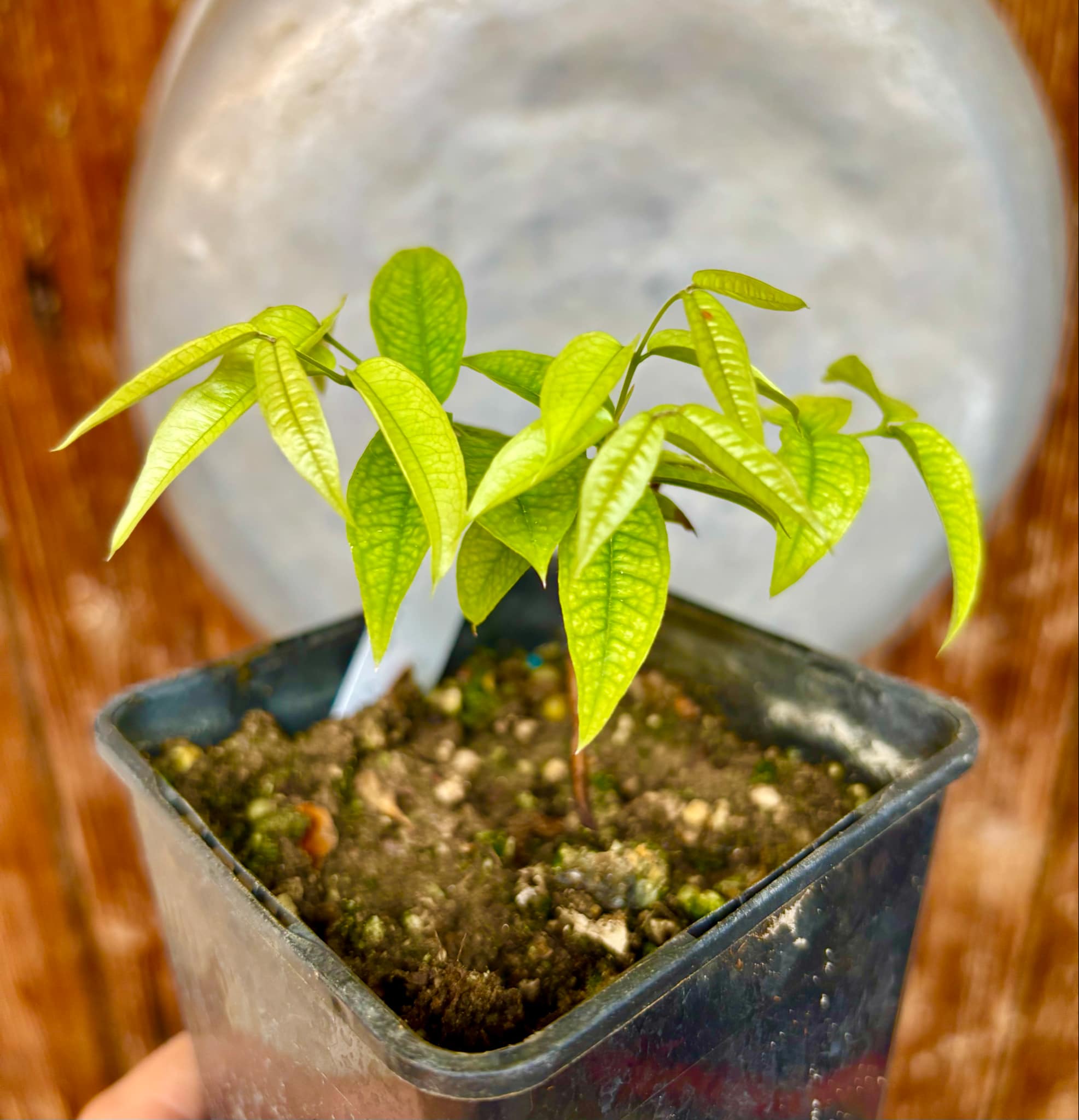 Plinia aureana var. Branca Gigante Otto Anderson - 1 potted plant / 1 getopfte Pflanze