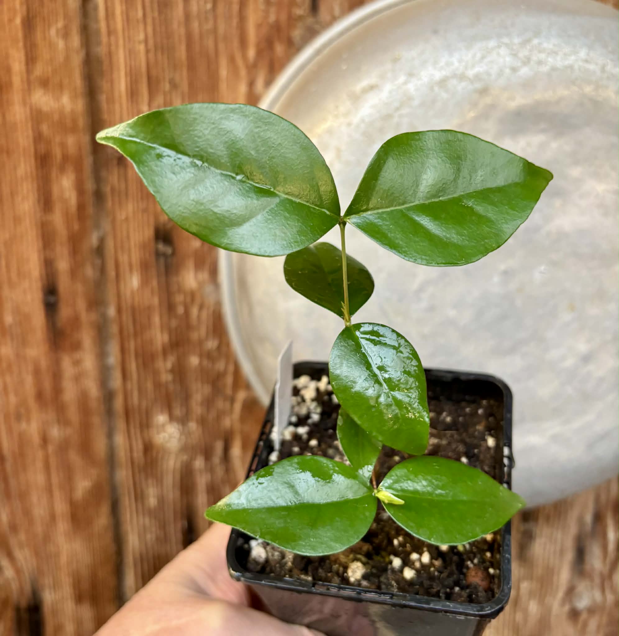 Eugenia uniflora var. Gigante Pitangao  - 1 potted seedling / 1 getopfter Sämling Kopie