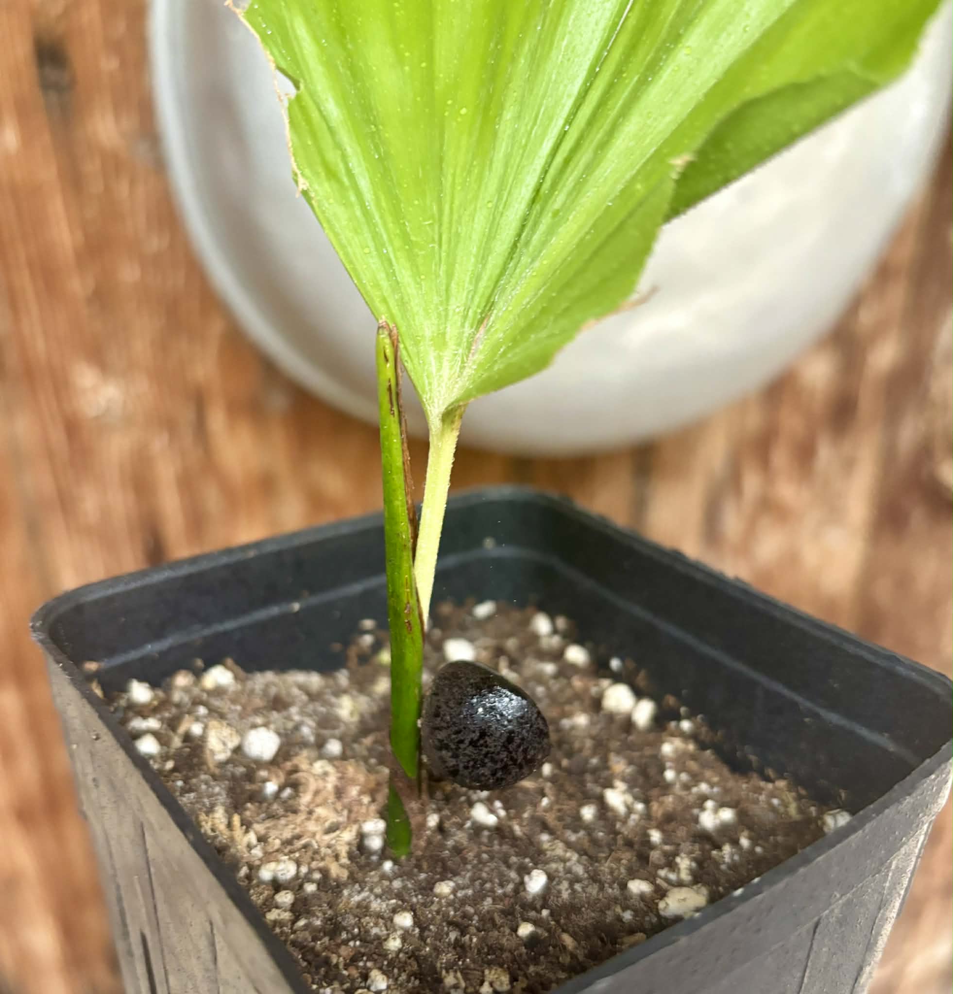 Wallichia disticha -  1 potted seedling / 1 getopfter Sämling
