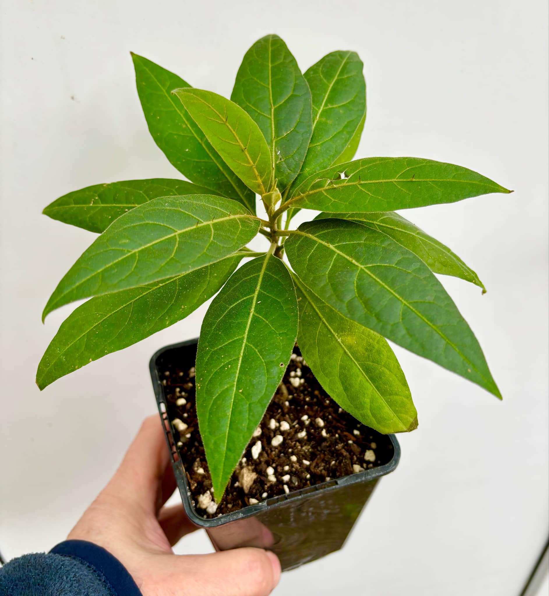 Solanum sp. Mata Escura - 1 potted plant / 1 getopfte Pflanze
