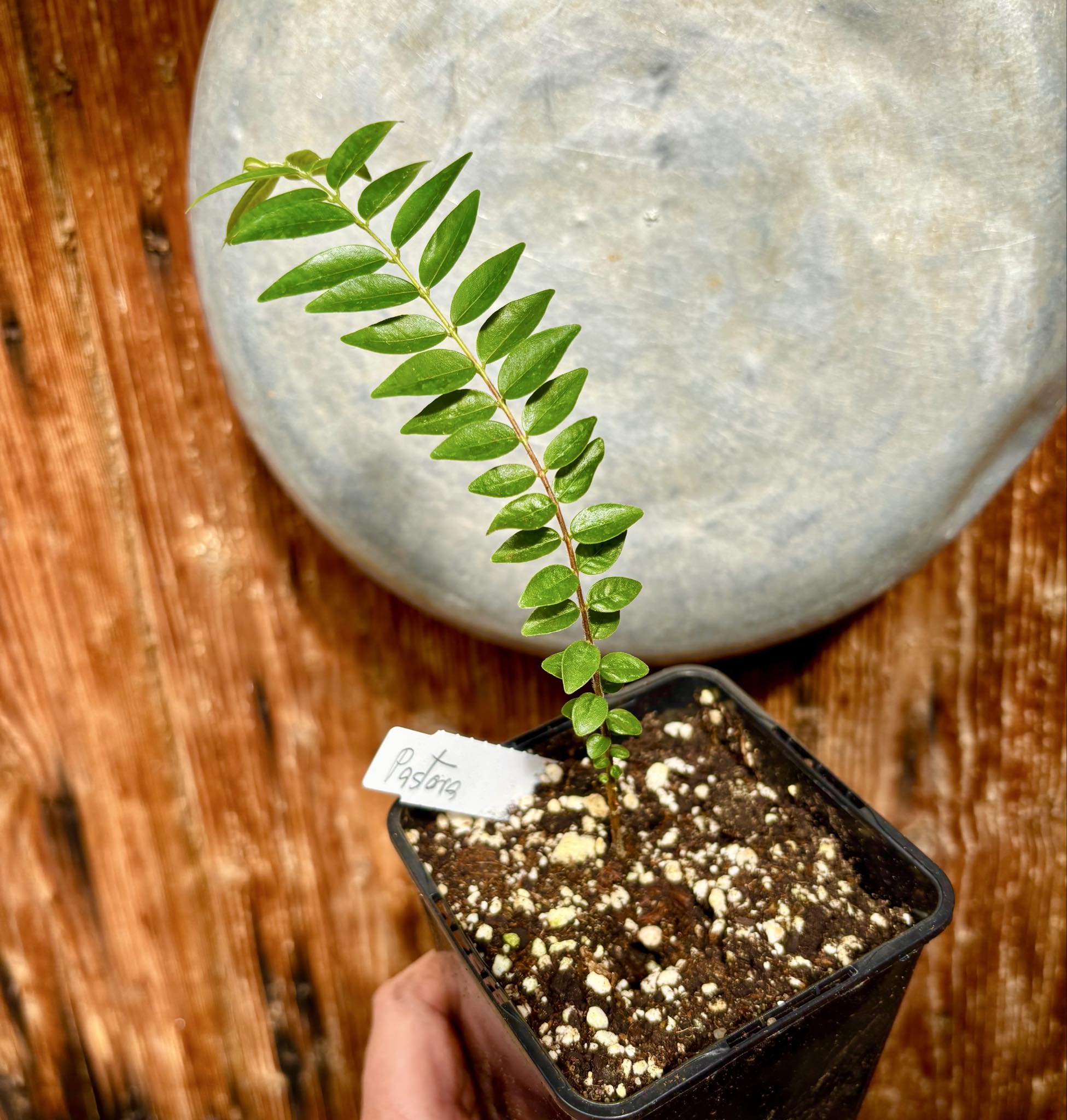 Myrciaria sp Pastora - 1 potted plant / 1 getopfte Pflanze