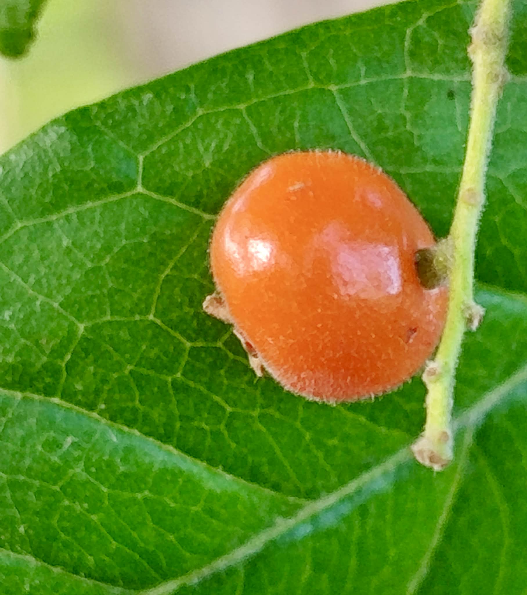 Myrcia sp Pernambuco - 1 fresh seed / 1 frischer Samen