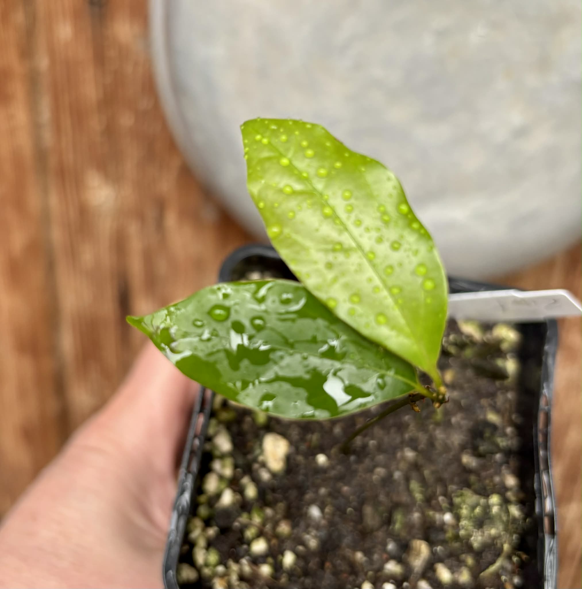 ZIMT - True Cinnamon (Cinnamomum verum) -  1 potted plant / 1 getopfte Pflanze