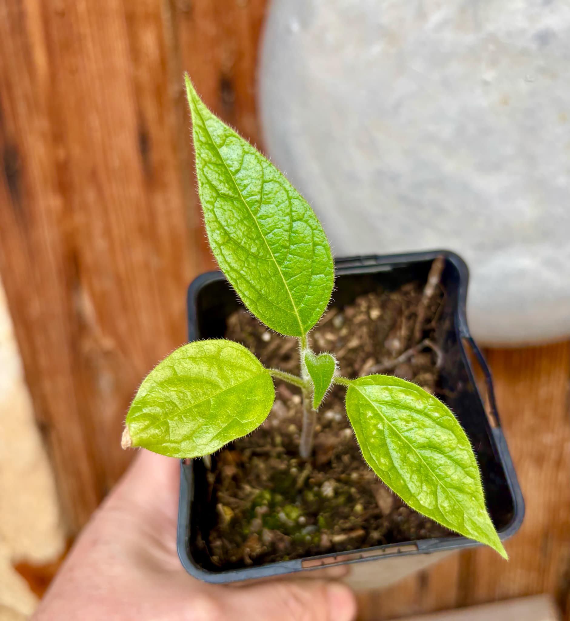 Solanum luridifuscescens - Tomatao Verde Piloso - 1 small potted seedling / 1 kleiner, getopfter Sämling