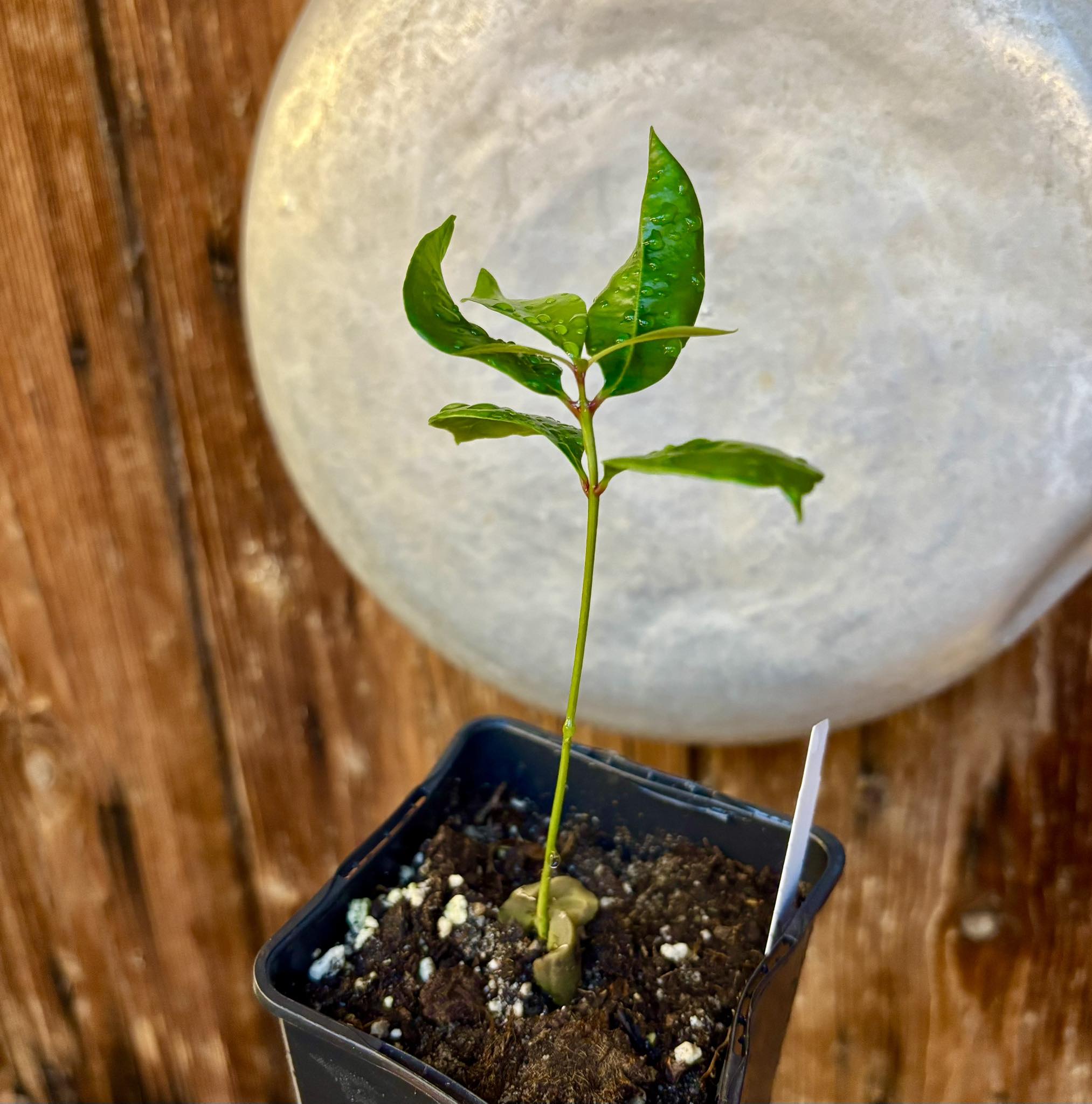 Syzygium aromaticum - Clove - Gewürznelke - 1 small potted seedling / 1 kleiner, getopfter Sämling