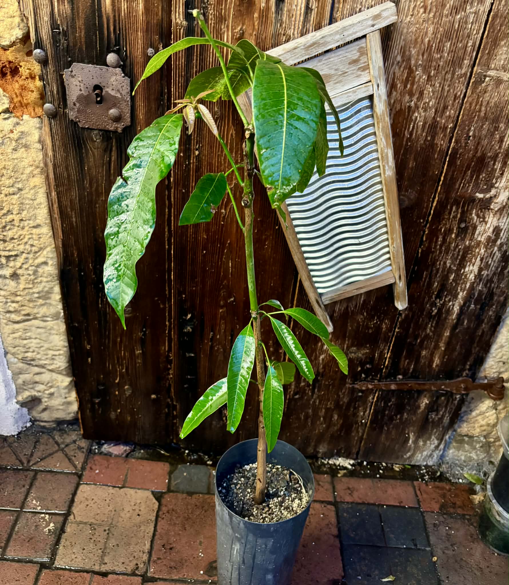 Mango Palmer (Mangifera indica) - GRAFTED - 1 potted plant / 1 getopfte Pflanze