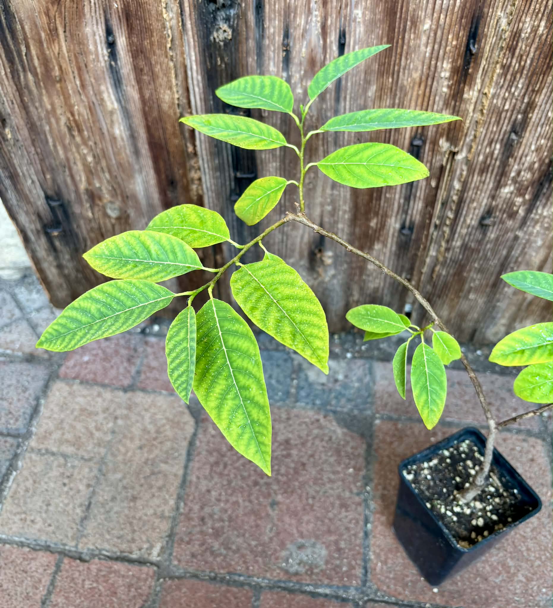Annona squamosa - 1 potted seedling / 1 getopfter Sämling