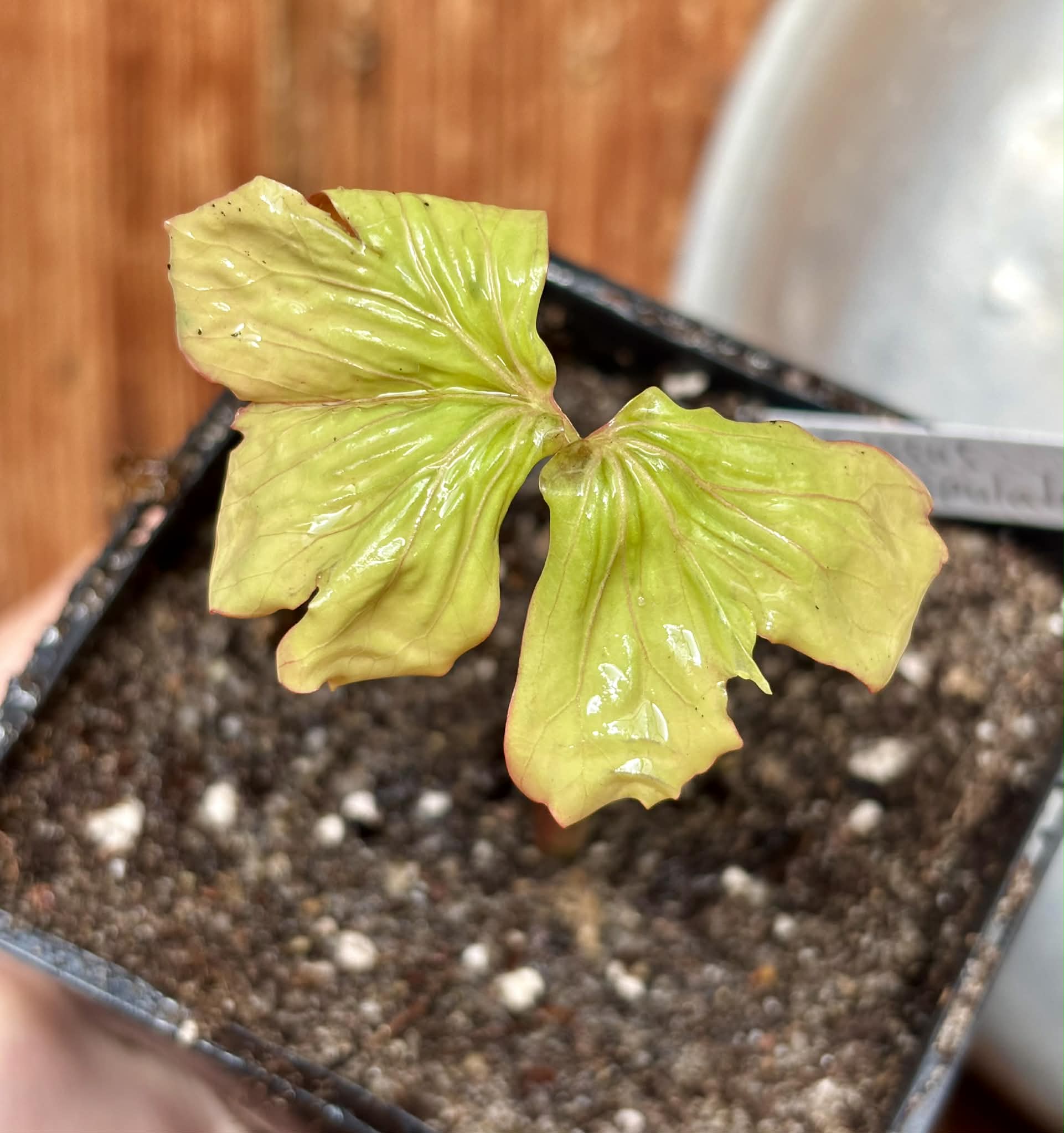 Uva do Mato de Mico-Dourado (Cissus stipulata) - 1 potted seedling / 1 getopfter Sämling
