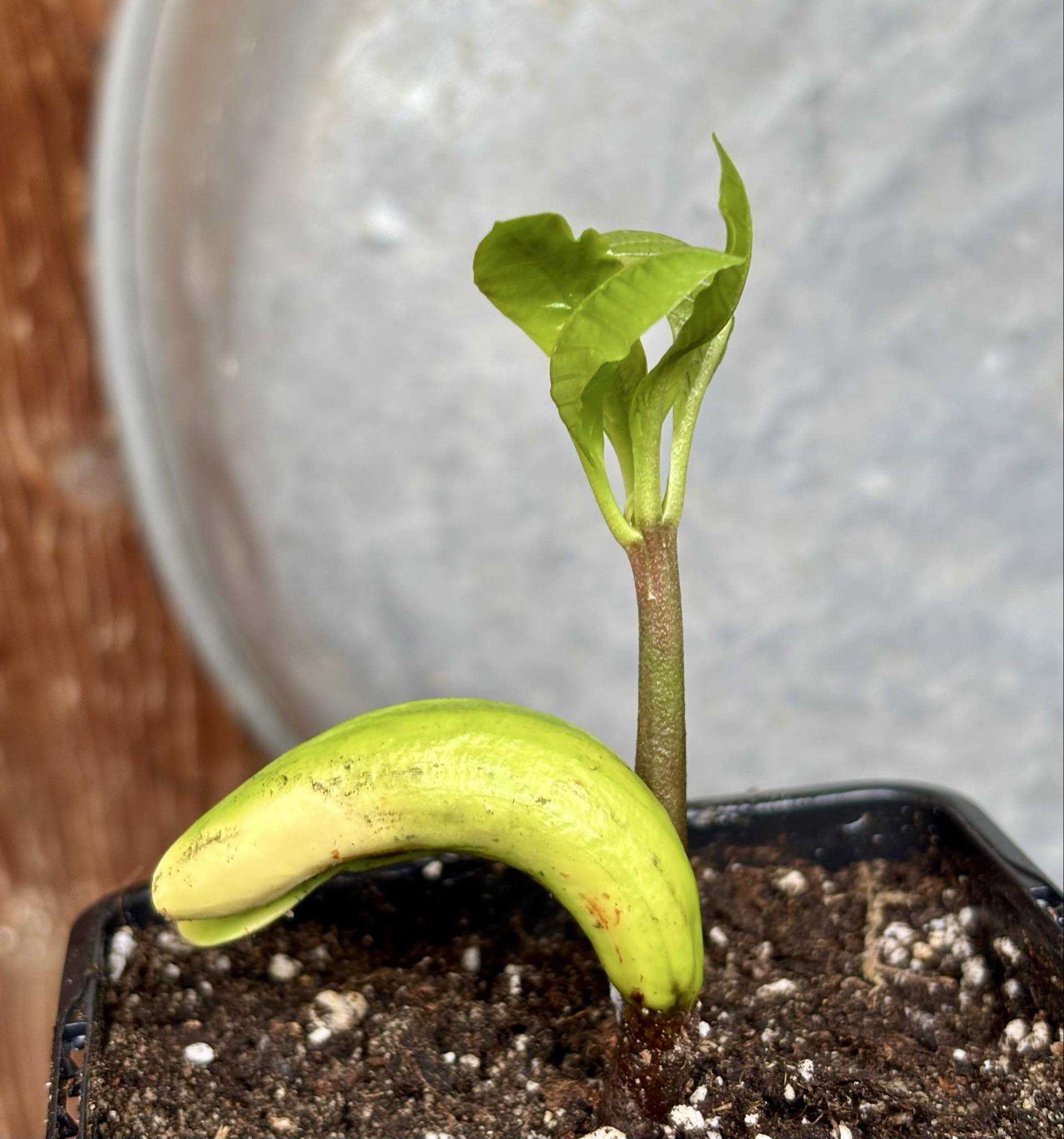 Anacardium occidentale - Cashew - 1 potted seedling / 1 getopfter Sämling Anacardium occidentale - Cashew - 1 potted seedling / 1 getopfter Sämling