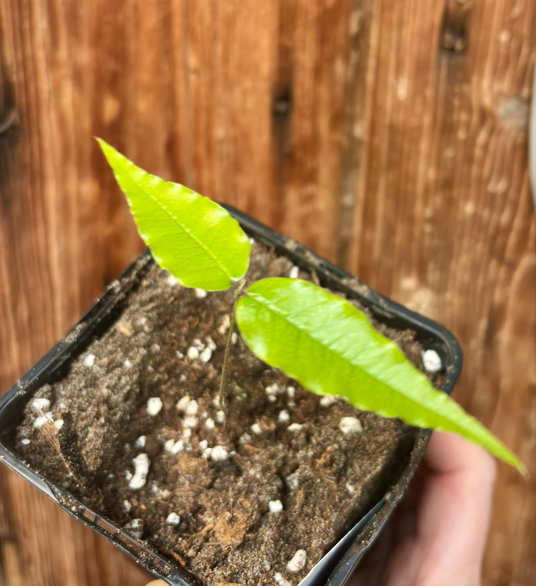Plinia sp Dandara -  1 small potted seedling / 1 kleiner, getopfter Sämling