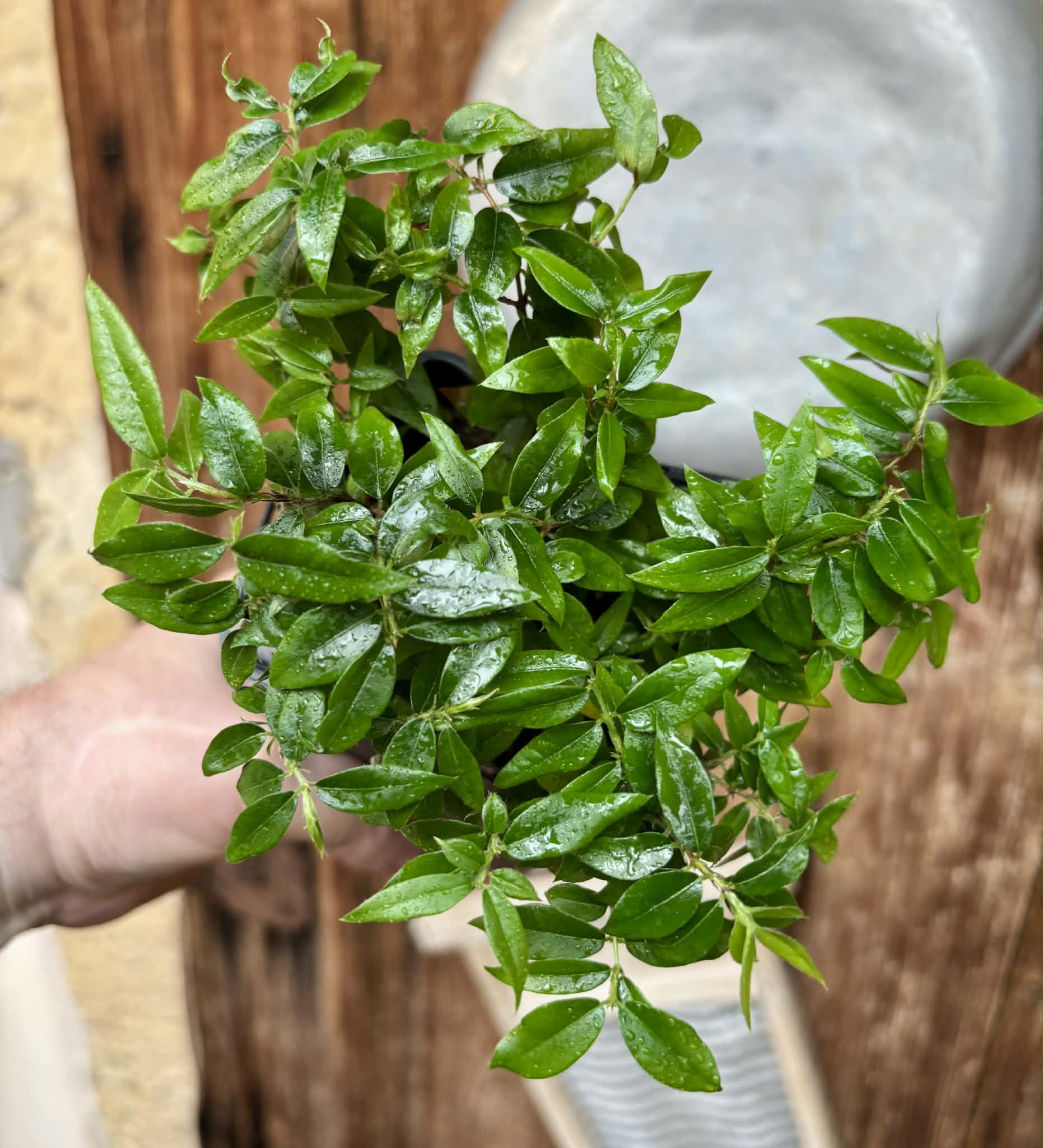 19 in 1 pot - Jaboticaba - Plinia sp Pingo de Mel (Vilela A3) -  1 potted seedling / 1  getopfter Sämling