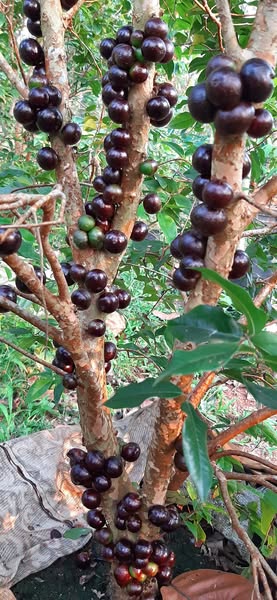 10 years old with flowers - Red Jaboticaba (Plinia cauliflora x P. aureana) - 1 potted plant / 1 getopfte Pflanze