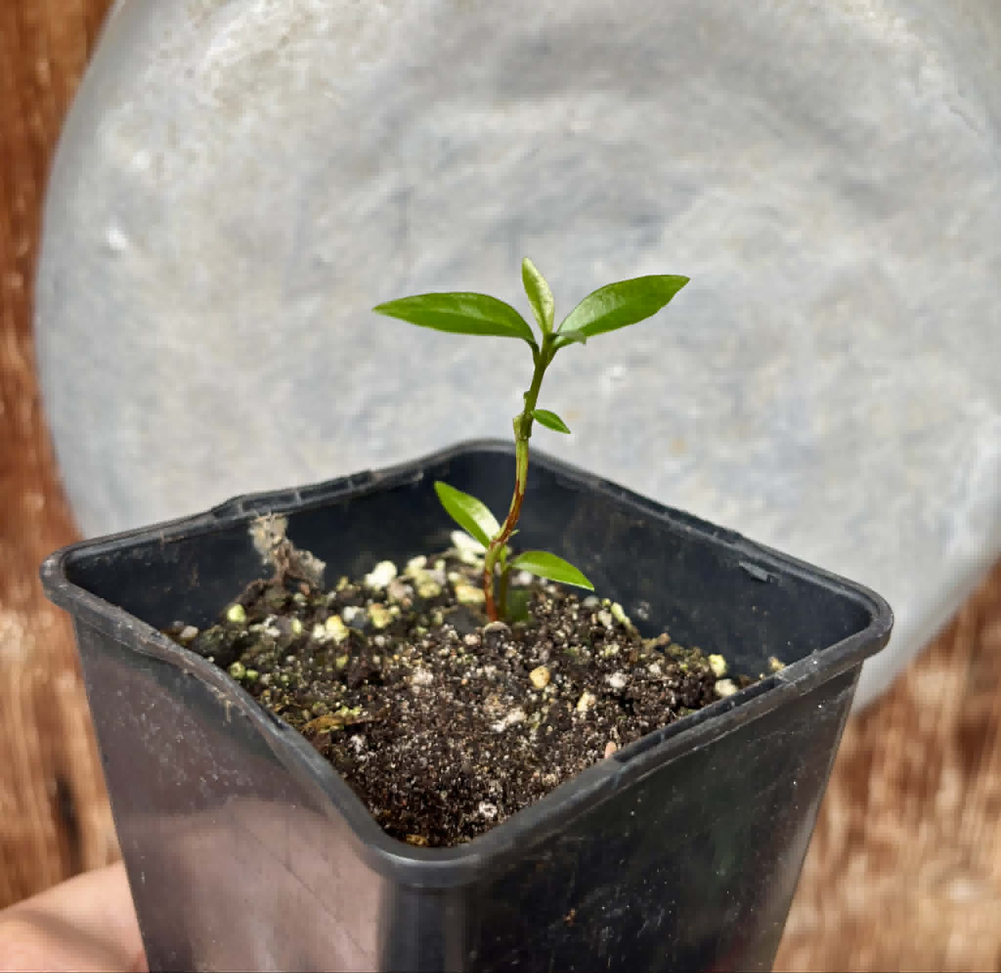 White Rose Apple (Syzygium jambos) - 1 potted seedling / 1 getopfter Sämling