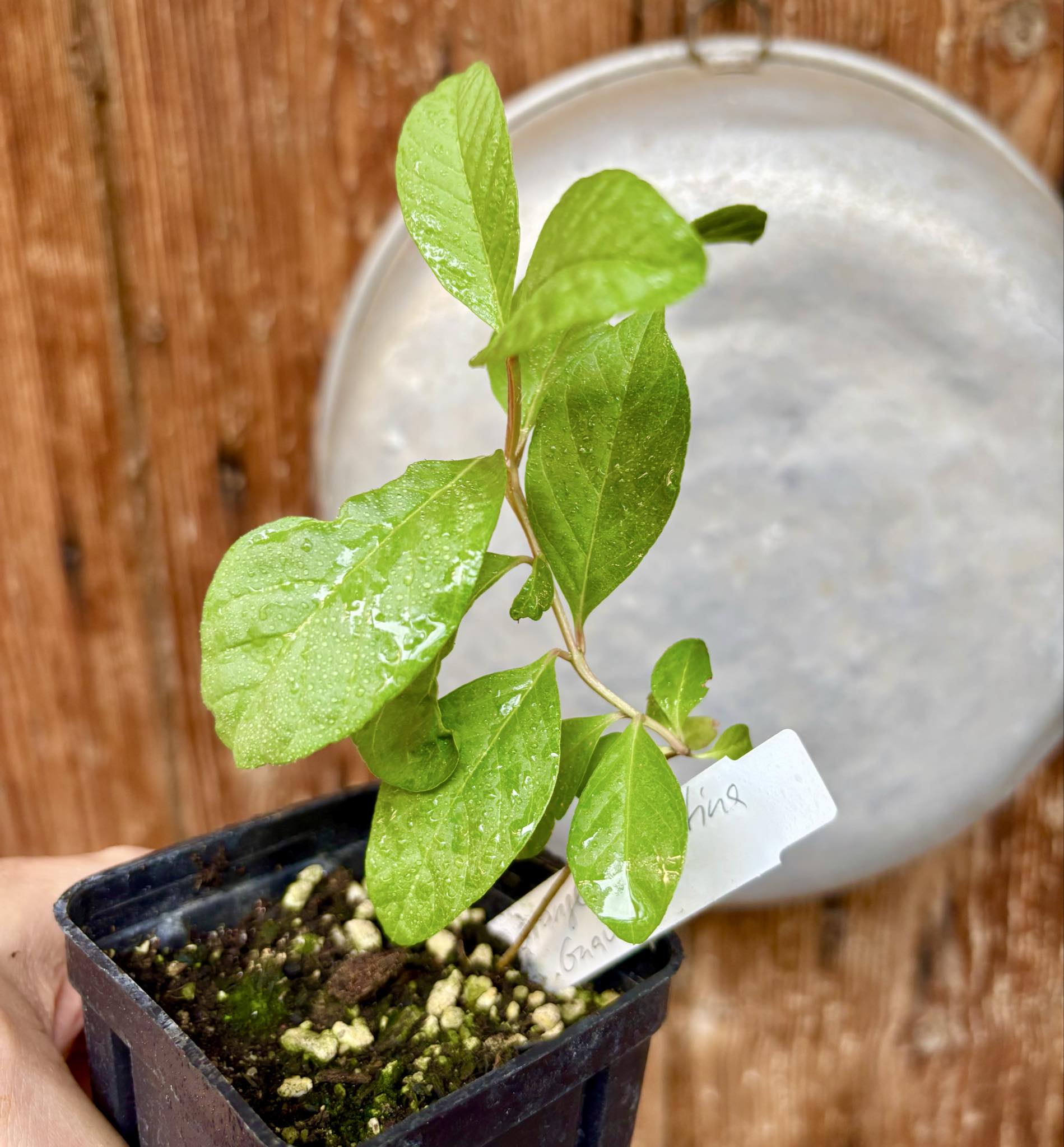 Psidium sp Orange Argentina - 1 potted seedling / 1 getopfter Sämling Psidium sp Orange Argentina - 1 potted seedling / 1 getopfter Sämling