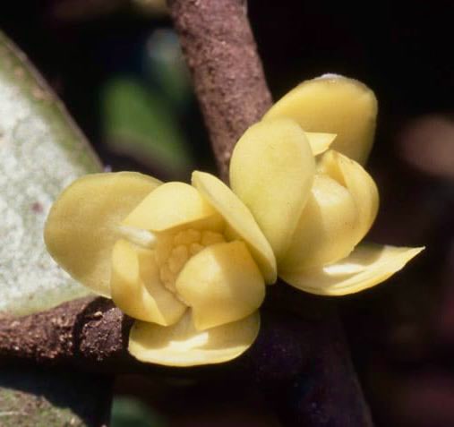Malaysian Pawpaw - Alphonsea elliptica  - 1 potted plant / 1 getopfte Pflanze