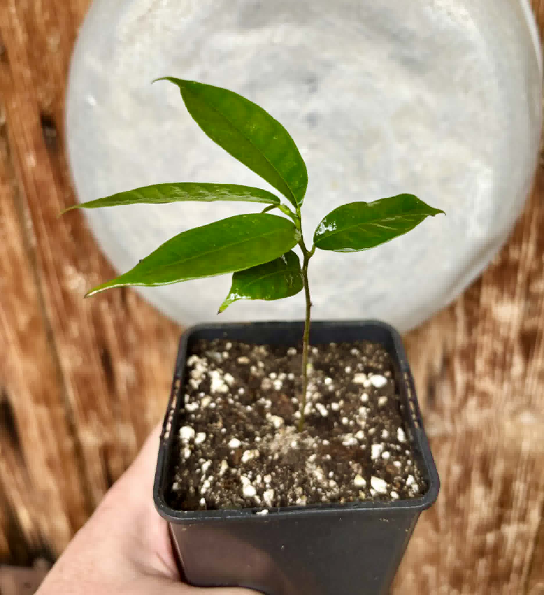 Kesusu (Prainea limpato) - 1 potted seedling / 1 getopfter Sämling