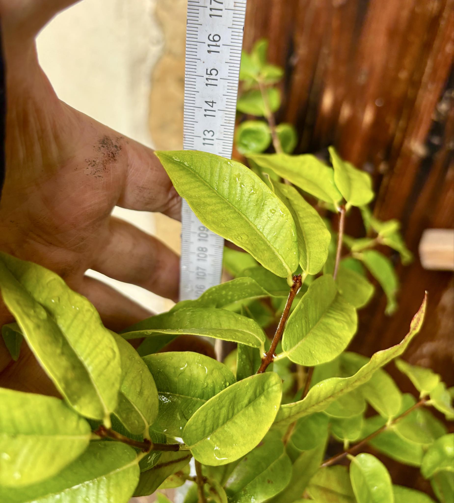 7 years old - grafted - Plinia phitrantha var. UNESP  - 1 potted plant / 1 getopfte Pflanze