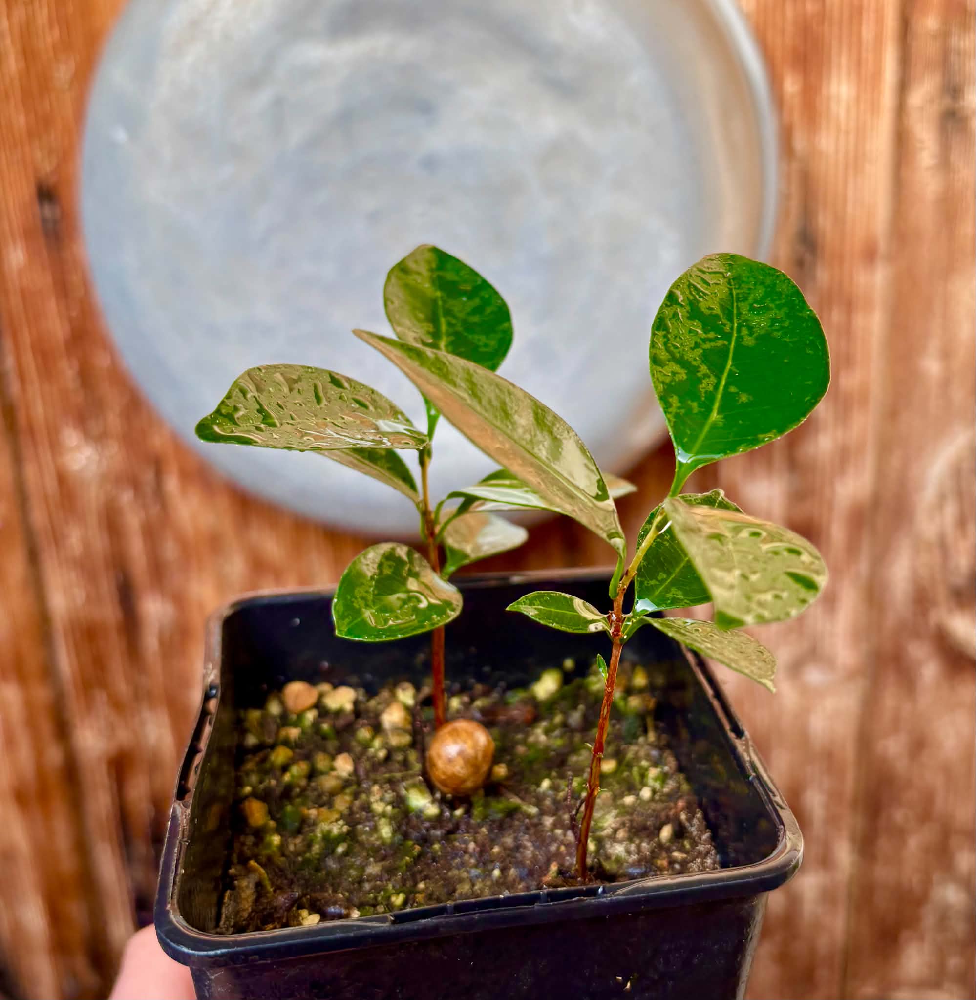 2 in 1 pot - Eugenia sp Amarela Redonda - 2 seedlings in one pot / 2 Sämlinge in einem Topf