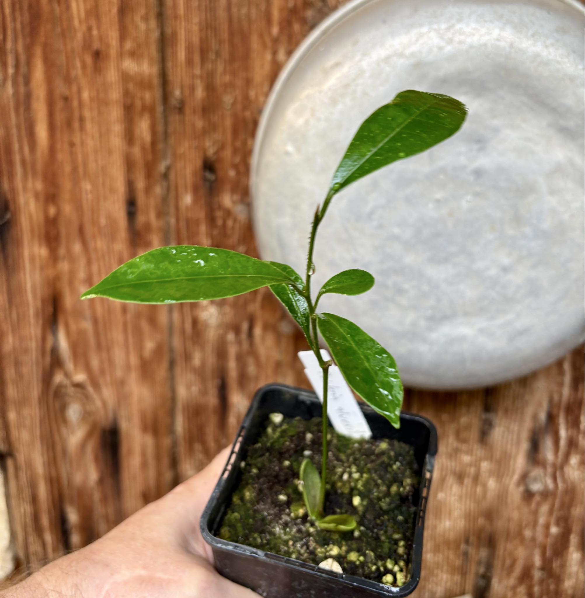 Pouteria alvesii - 1 potted seedling / 1 getopfter Sämling Pouteria alvesii - 1 potted seedling / 1 getopfter Sämling