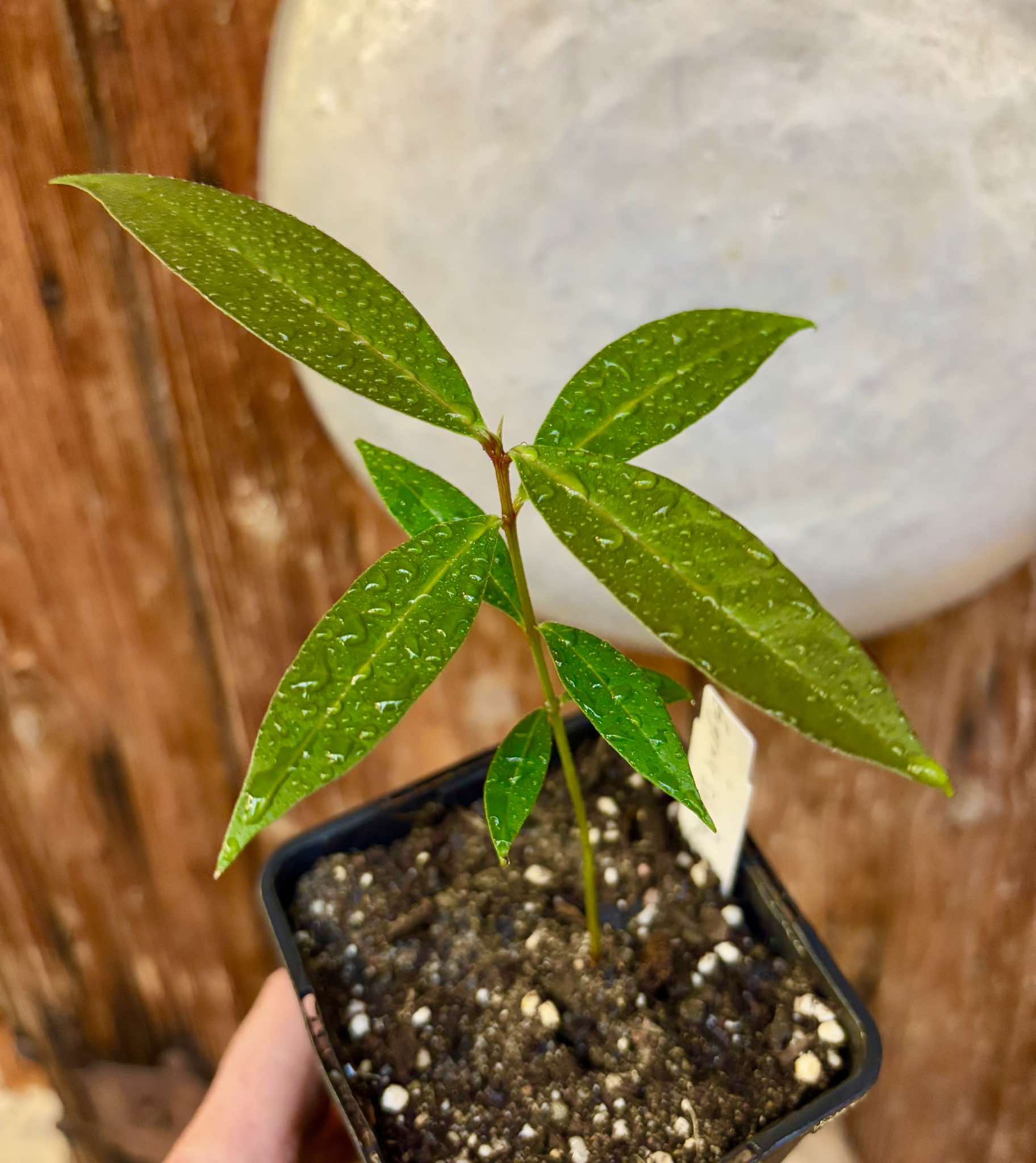 Syzygium (Eugenia) sp Jambo da Mata -  1 small potted seedling / 1 kleiner, getopfter Sämling