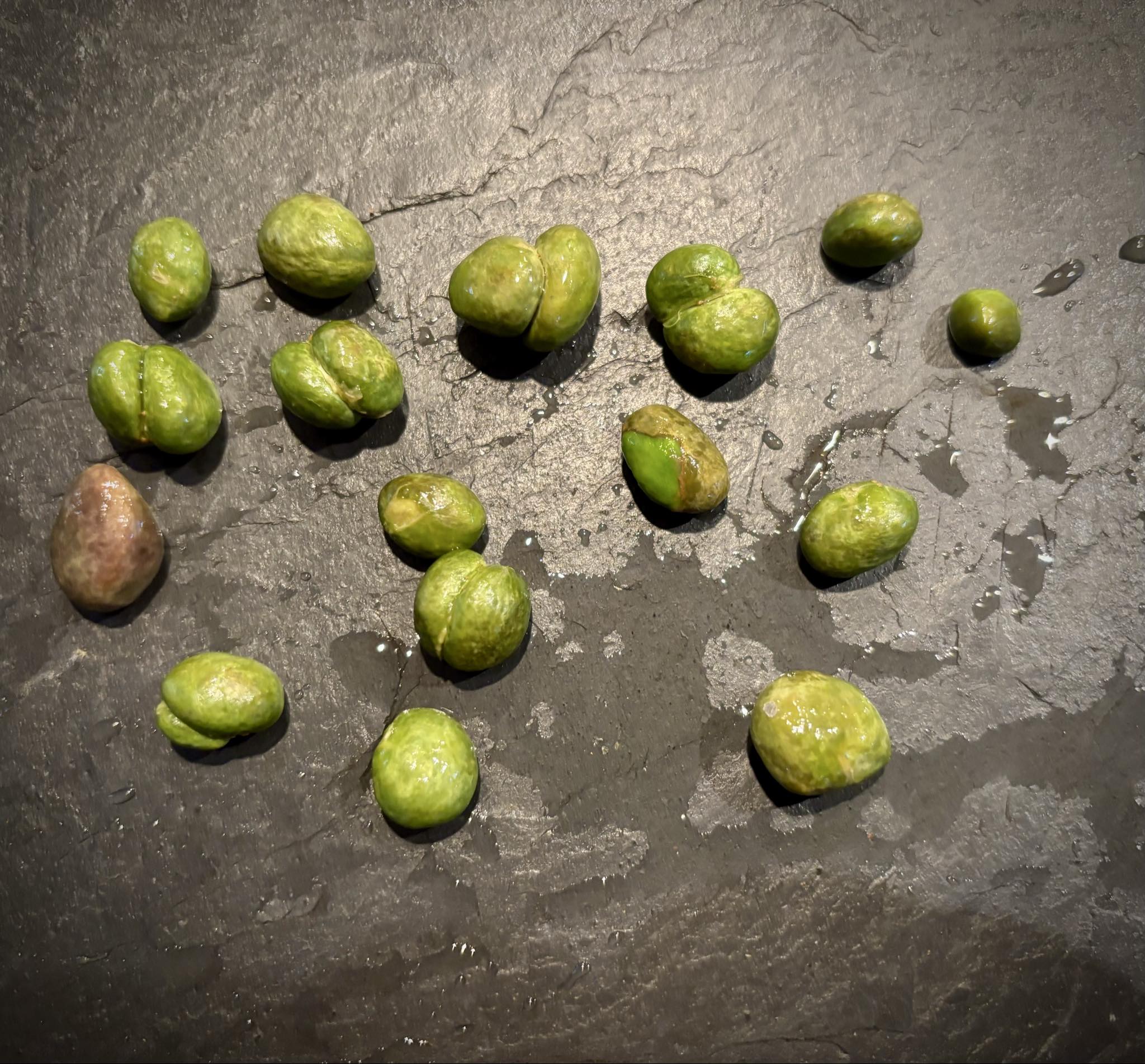 Eugenia zuccarini - 1 fresh seed / 1 frischer Samen