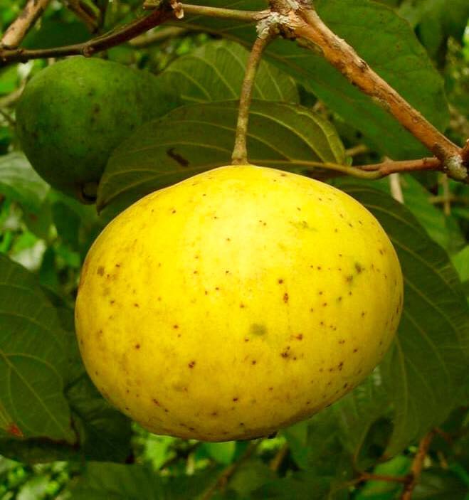 Campomanesia lineatifolia - Rare exotic plant - Seltene exotische Pflanze