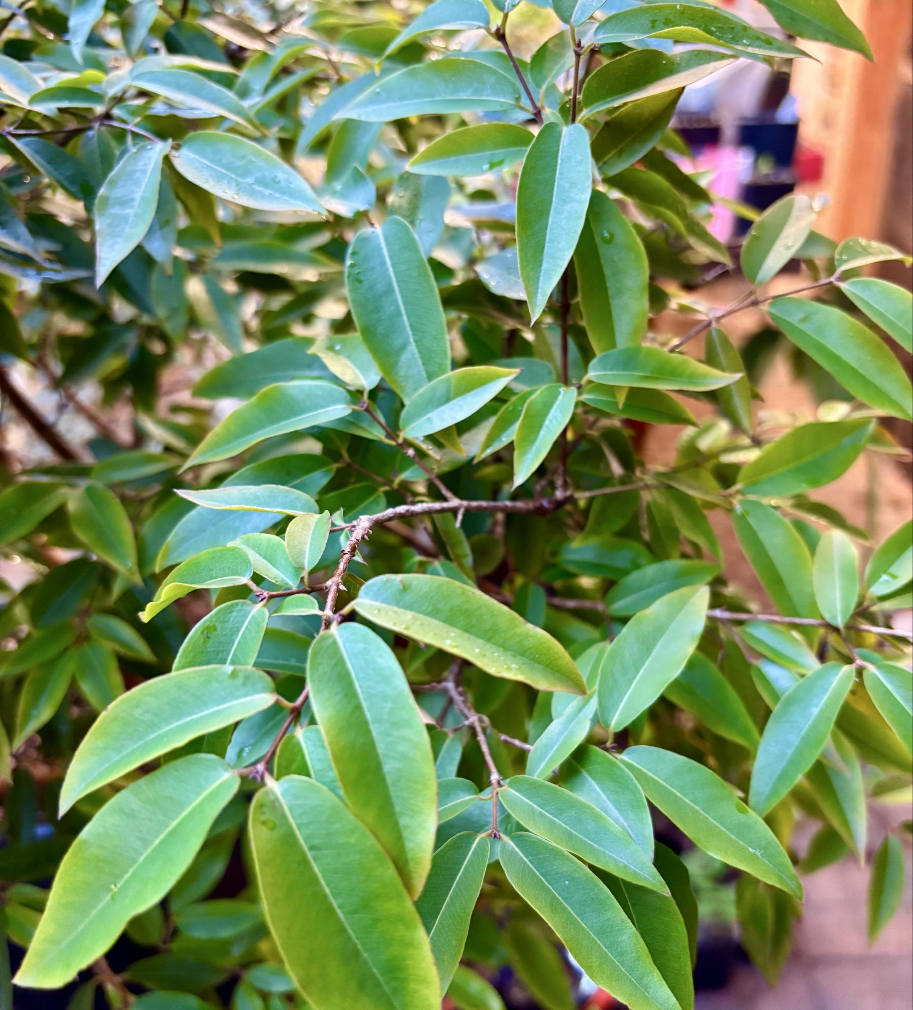 10 years old - Jaboticaba Val Paraiso (Plinia coronata var. Val Paraiso) - 1 potted plant / 1 getopfte Pflanze 