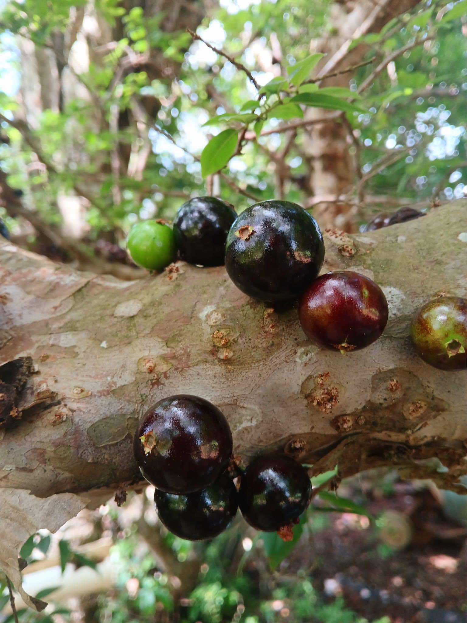 Collection of 5 Jaboticaba -  5 different potted Plinia / 5 verschiedene, getopfte Plinia