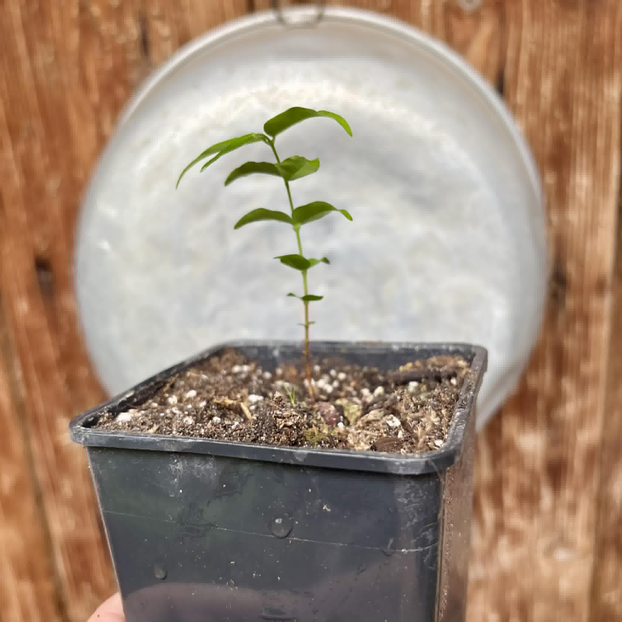 Plinia sp Apepique - 1 potted seedling / 1 getopfter Sämling