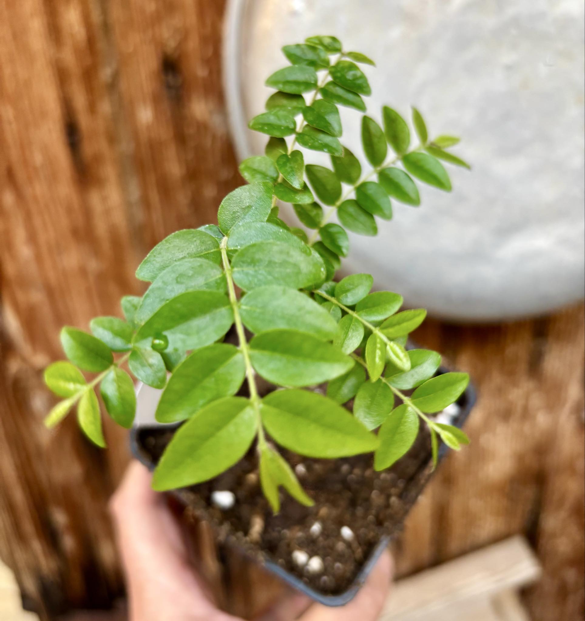 Myrciaria sp Pastora - 1 potted seedling / 1 getopfter Sämling