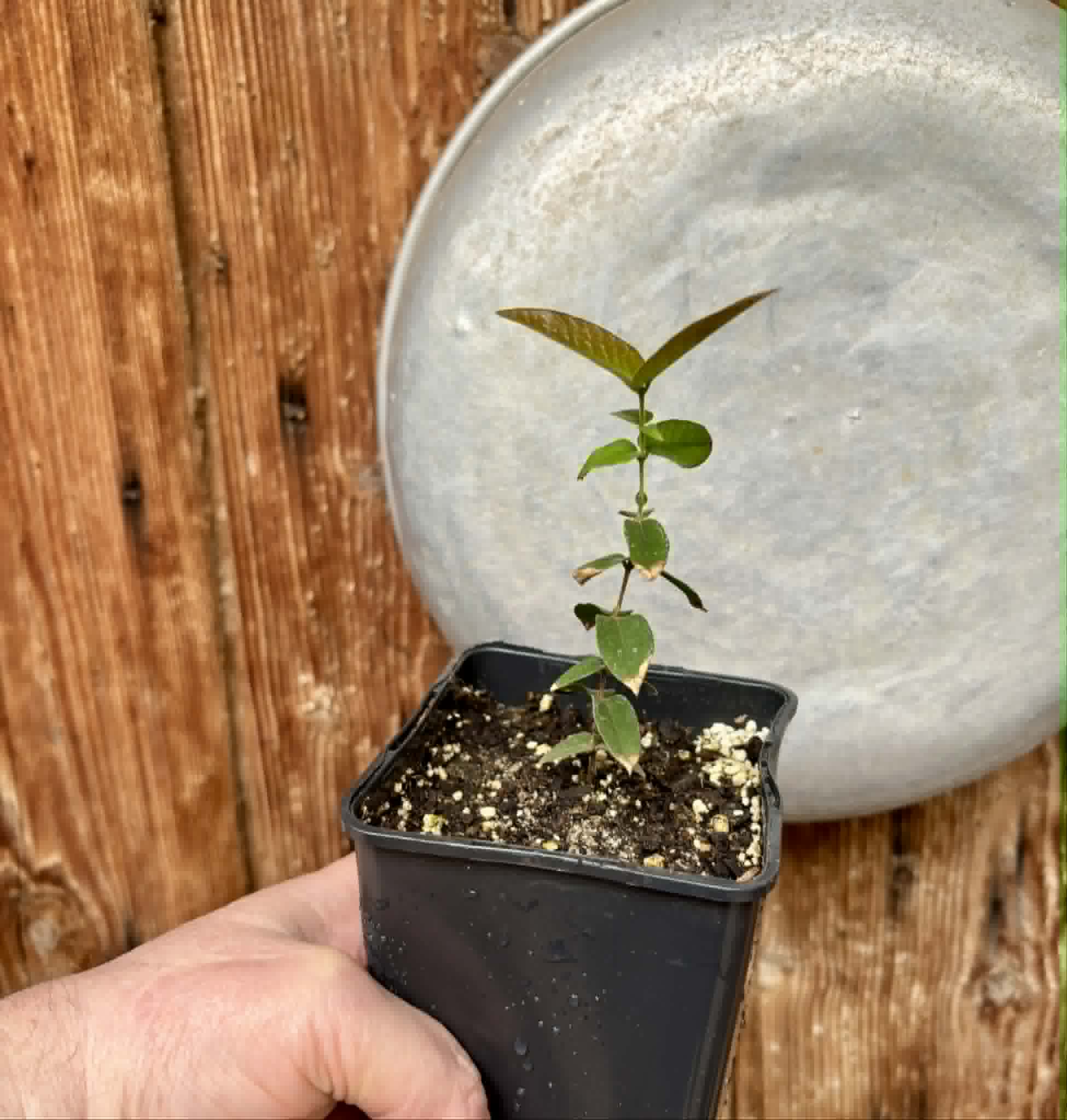 Myrciaria caerulescens (Roxa - Blue Guaquiea) - 1 potted seedling / 1 getopfter Sämling