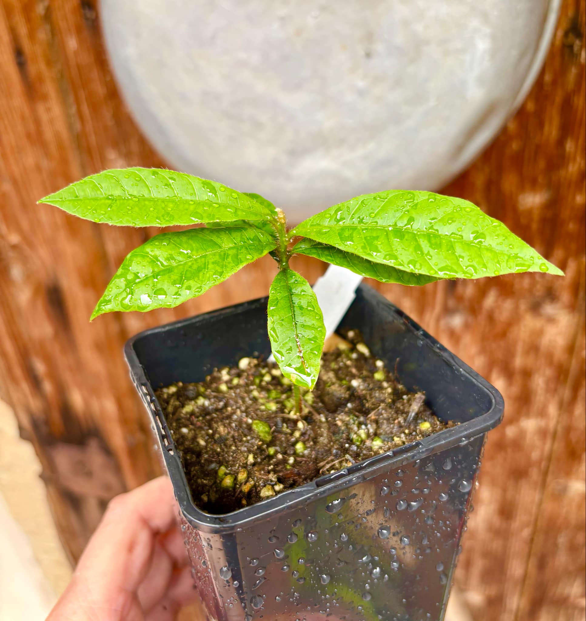 Pouteria torta subsp. gallifructa - Abiu Pilosa - 1 potted plant / 1 getopfte Pflanze Pouteria torta subsp. gallifructa - Abiu Pilosa - 1 potted plant / 1 getopfte Pflanze